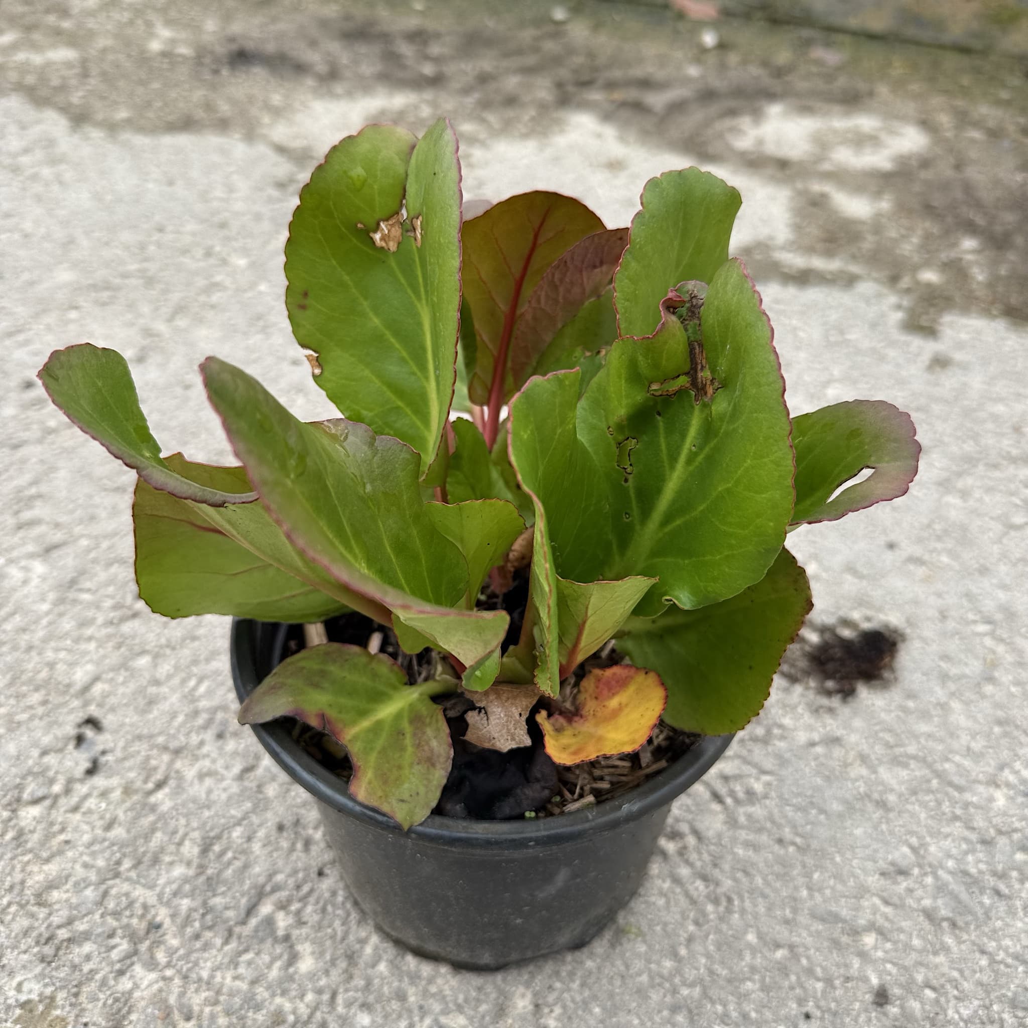 Bergenia cordifolia 'Purpurea'