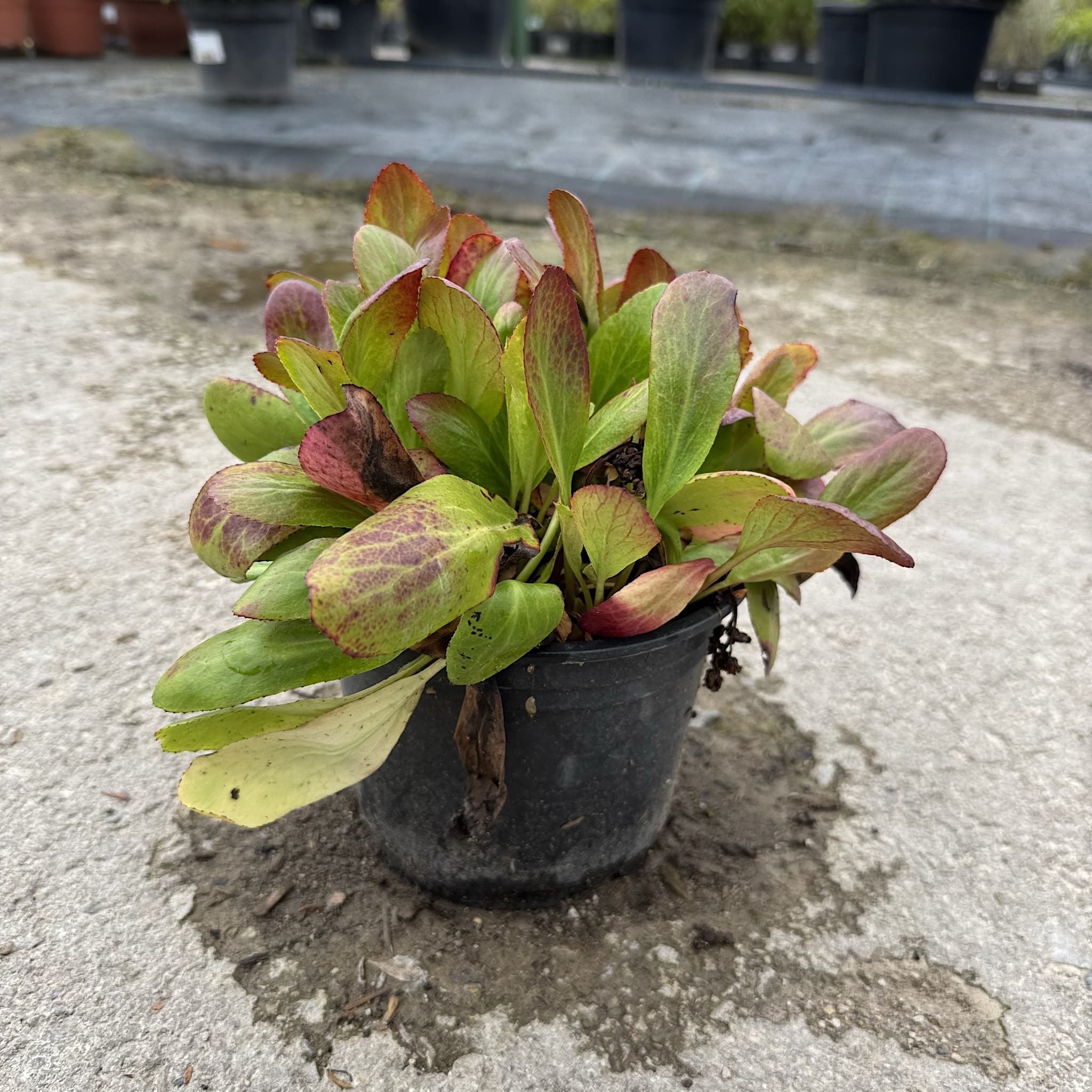 Bergenia 'Silberlicht'