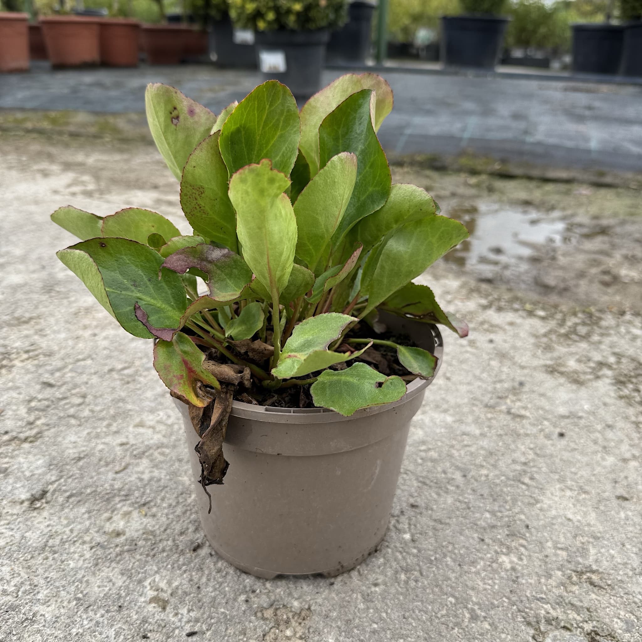 Bergenia 'Winterglut'
