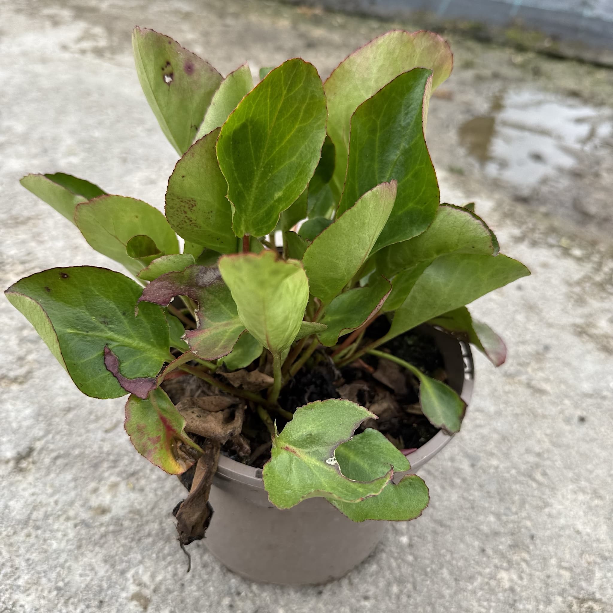 Bergenia 'Winterglut'