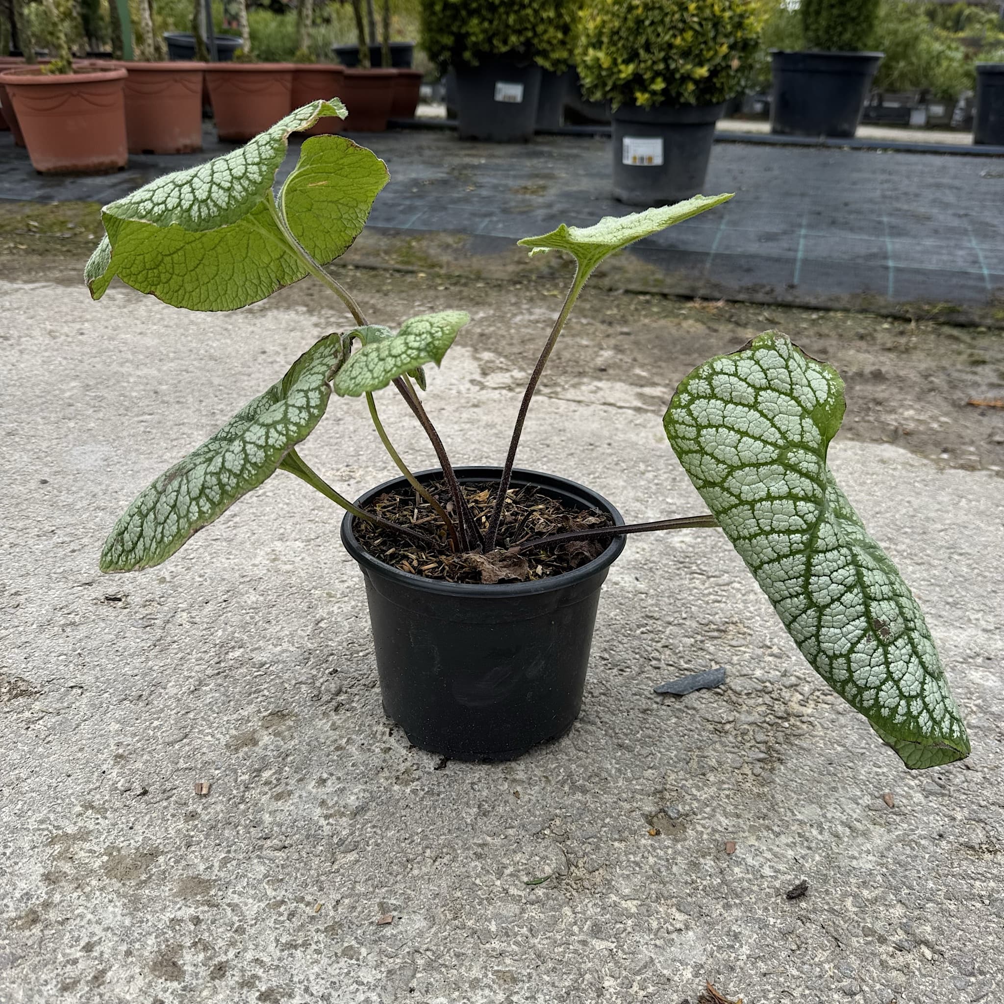 Brunnera macrophylla 'Sea Heart'