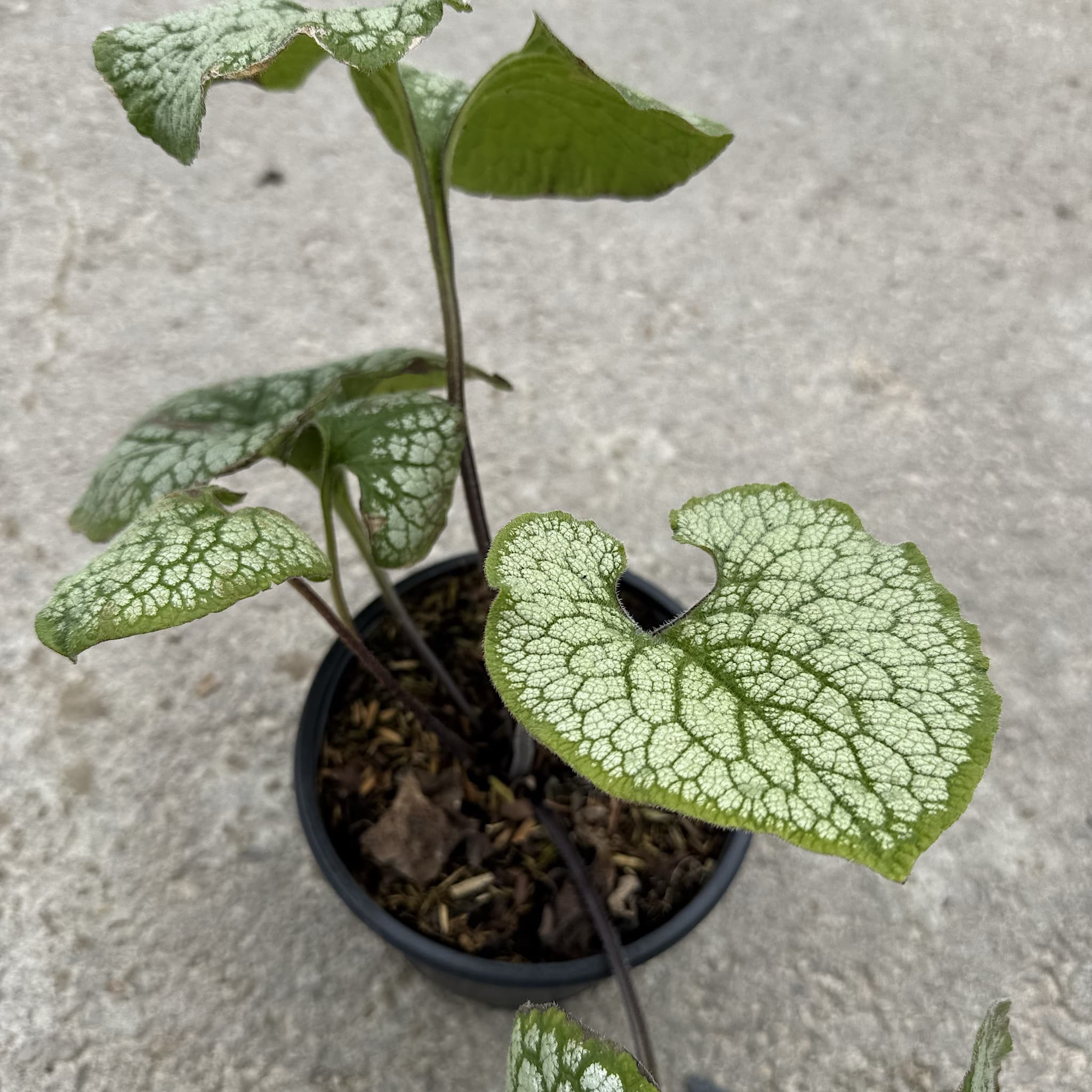 Brunnera macrophylla 'Sea Heart'