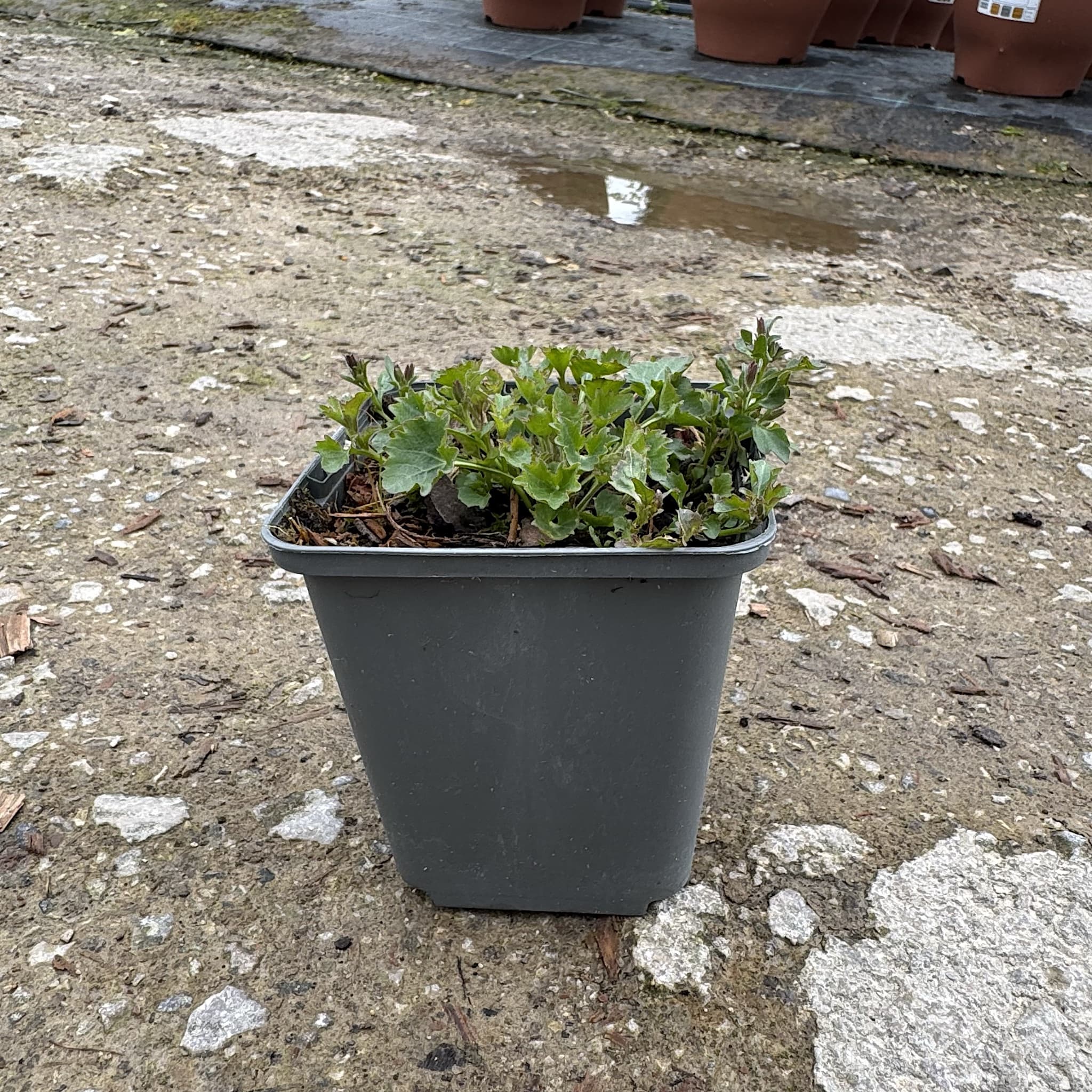 Campanula portenschlagiana
