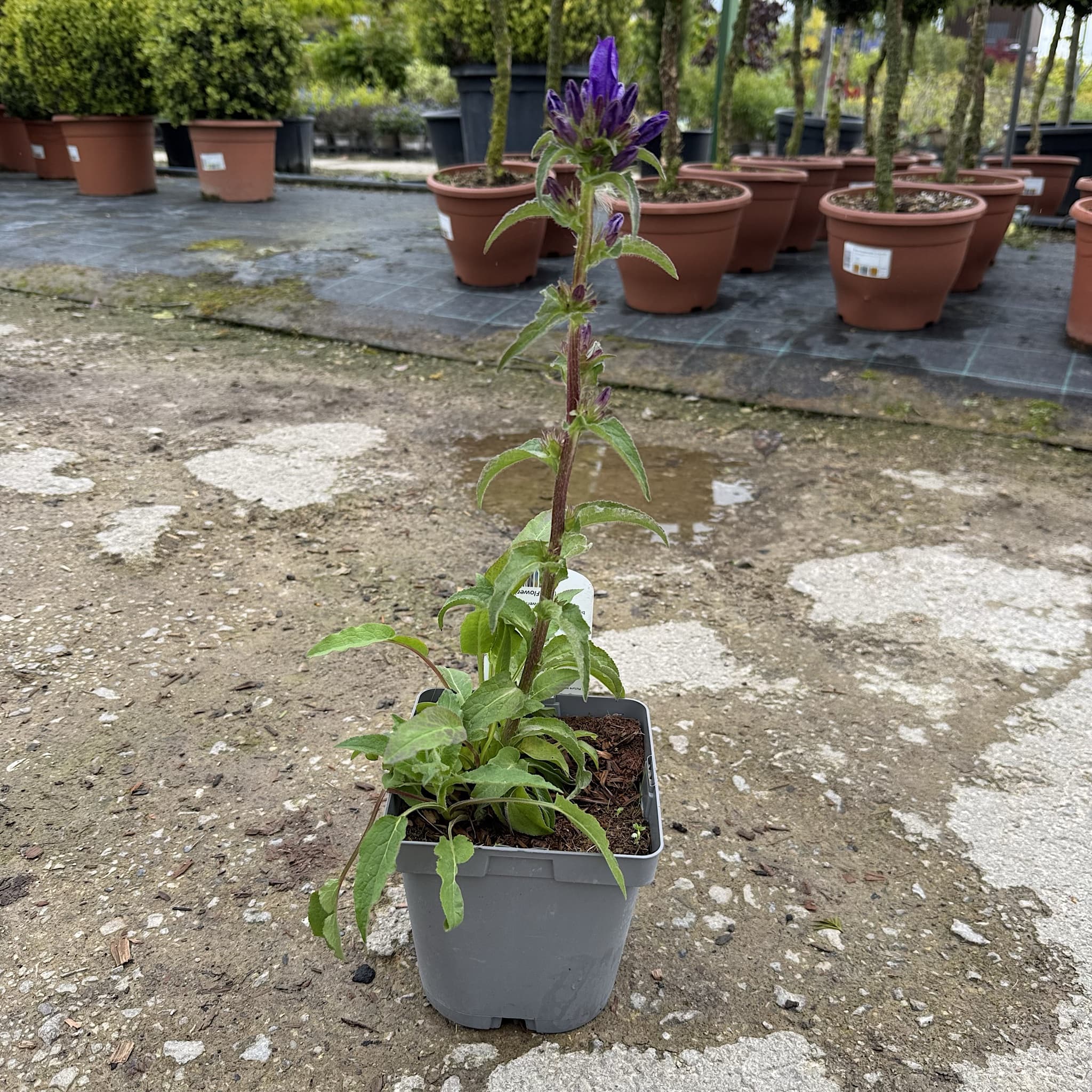 Campanula glomerata 'Superba'