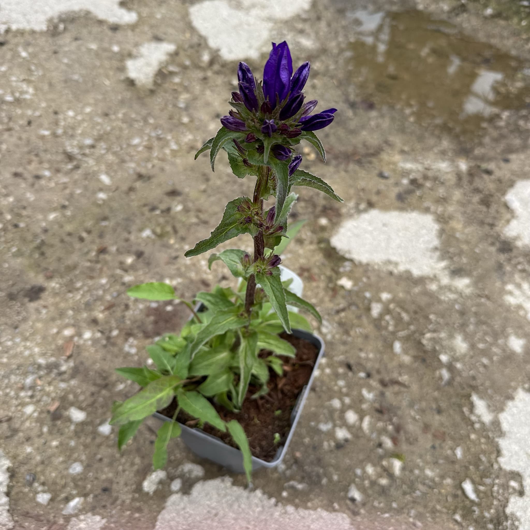 Campanula glomerata 'Superba'