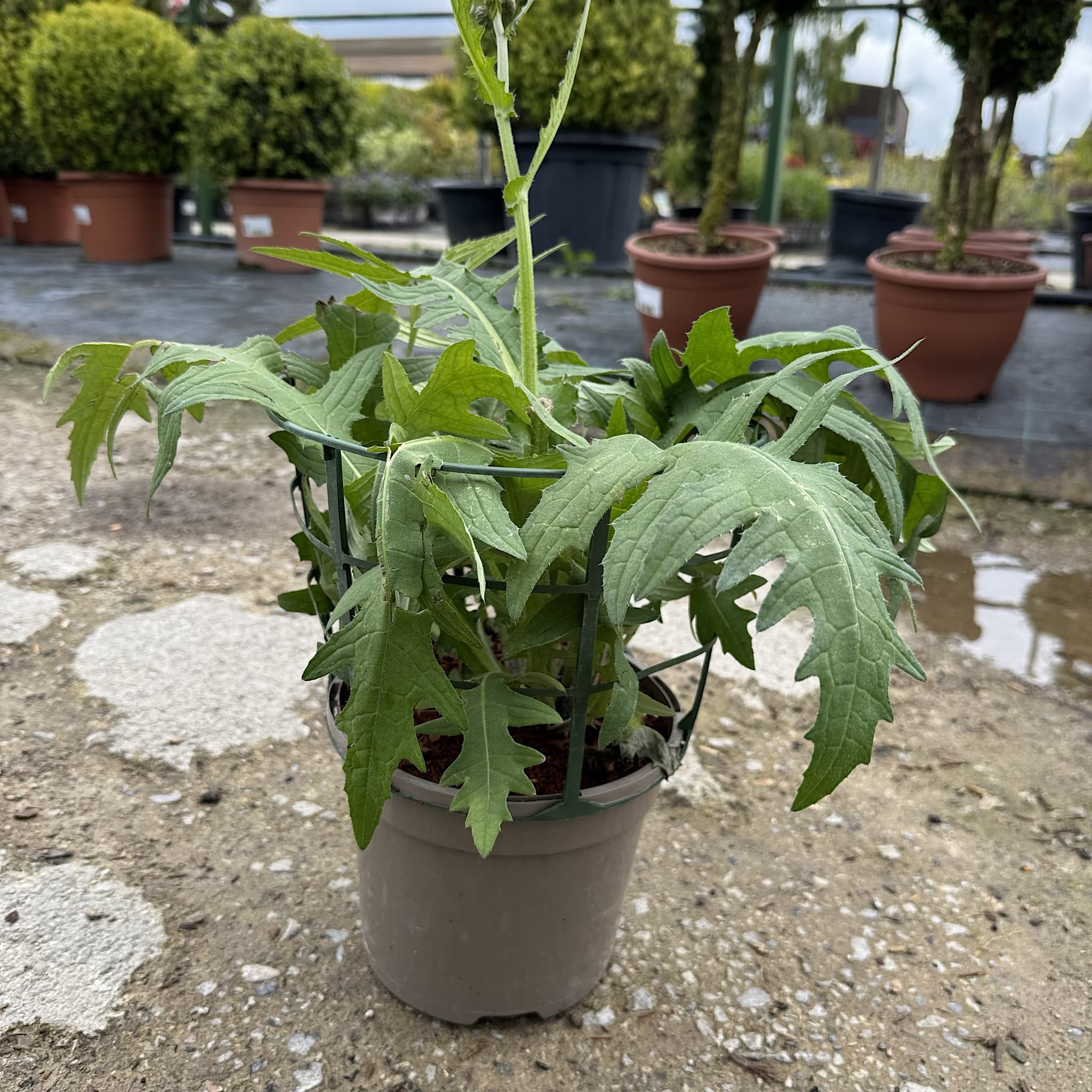Cirsium rivulare 'Atropurpureum'