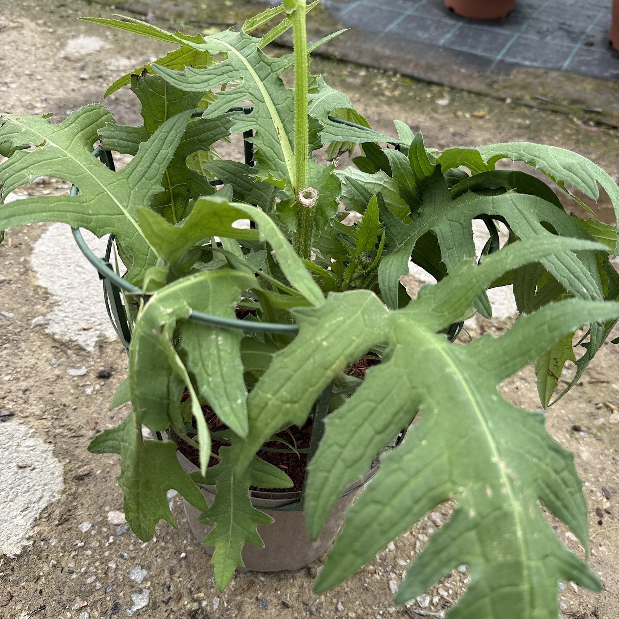 Cirsium rivulare 'Atropurpureum'