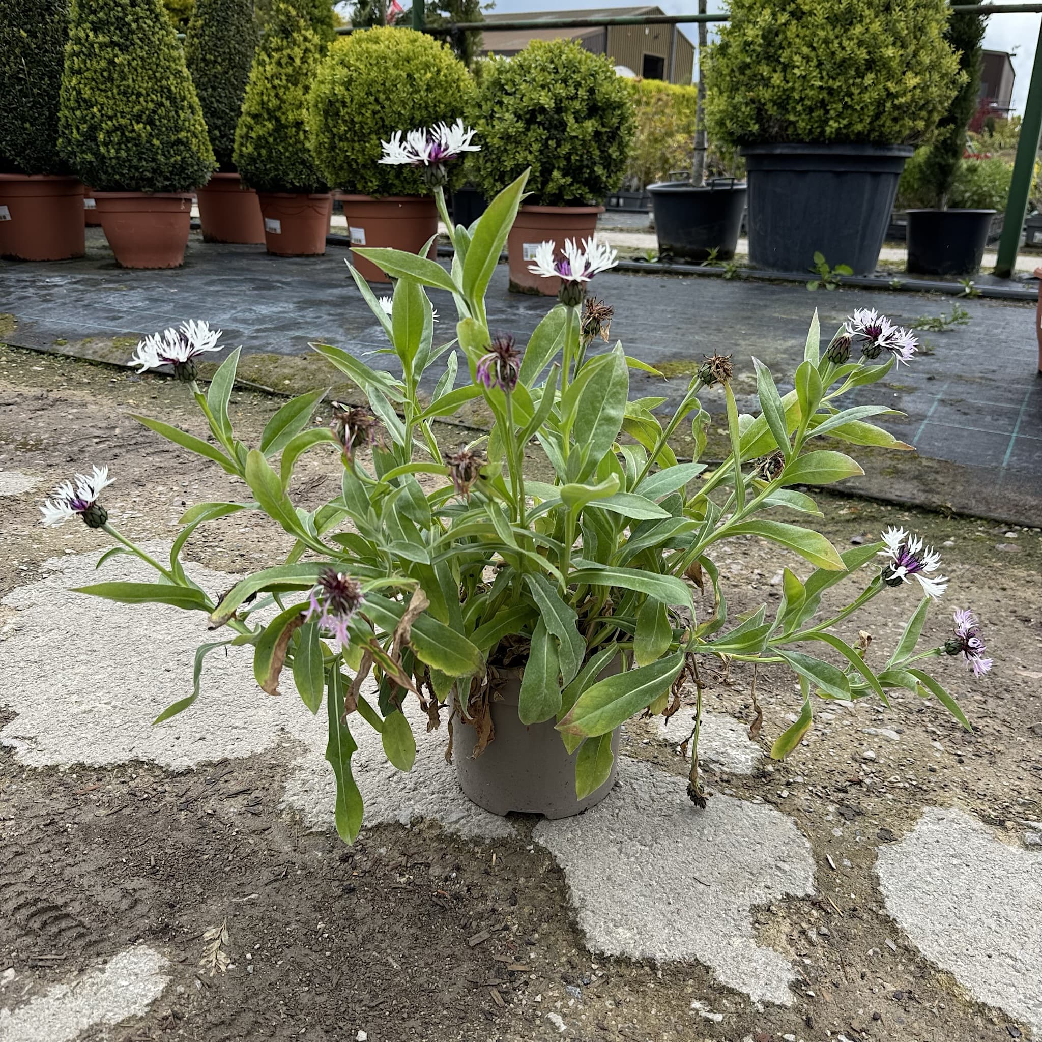 Centaurea montana 'Amethyst in Snow'