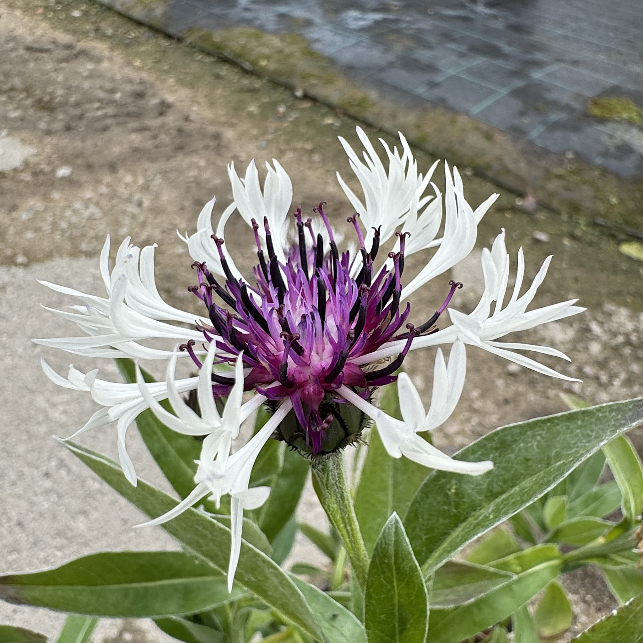 Centaurea montana 'Amethyst in Snow'