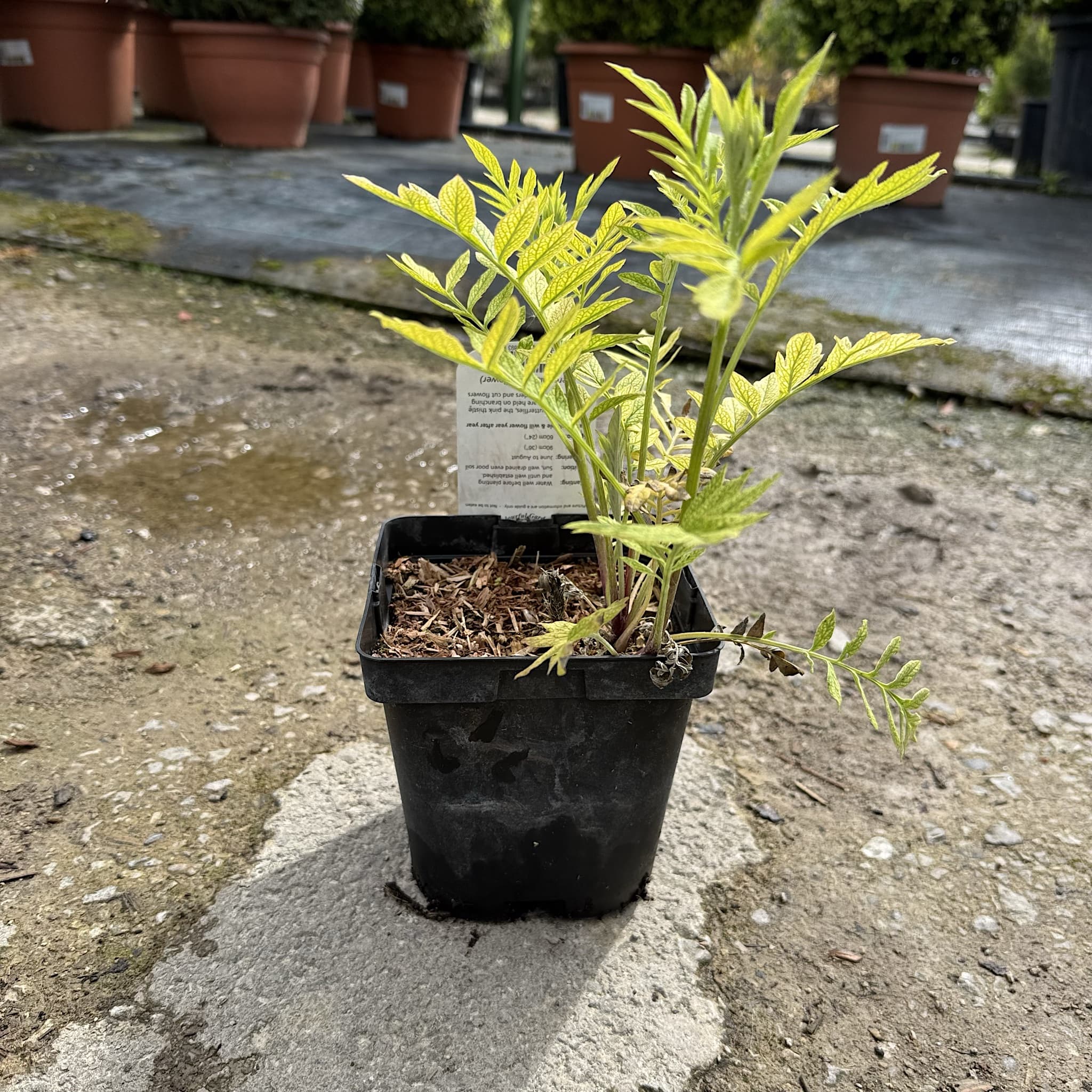 Centaurea dealbata
