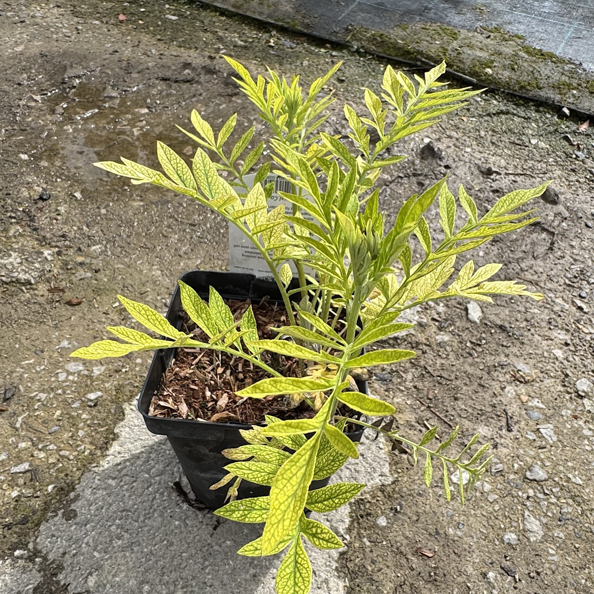 Centaurea dealbata