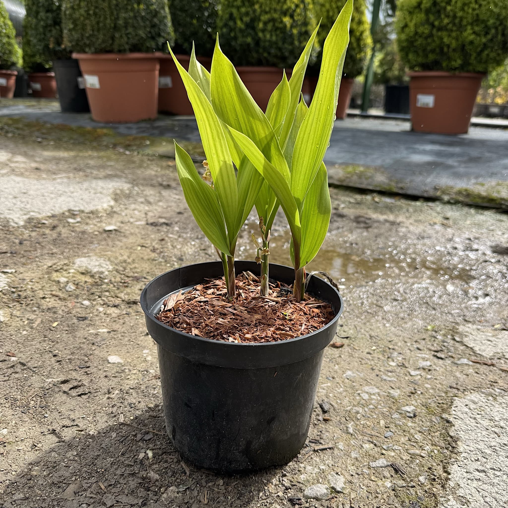 Convallaria majalis