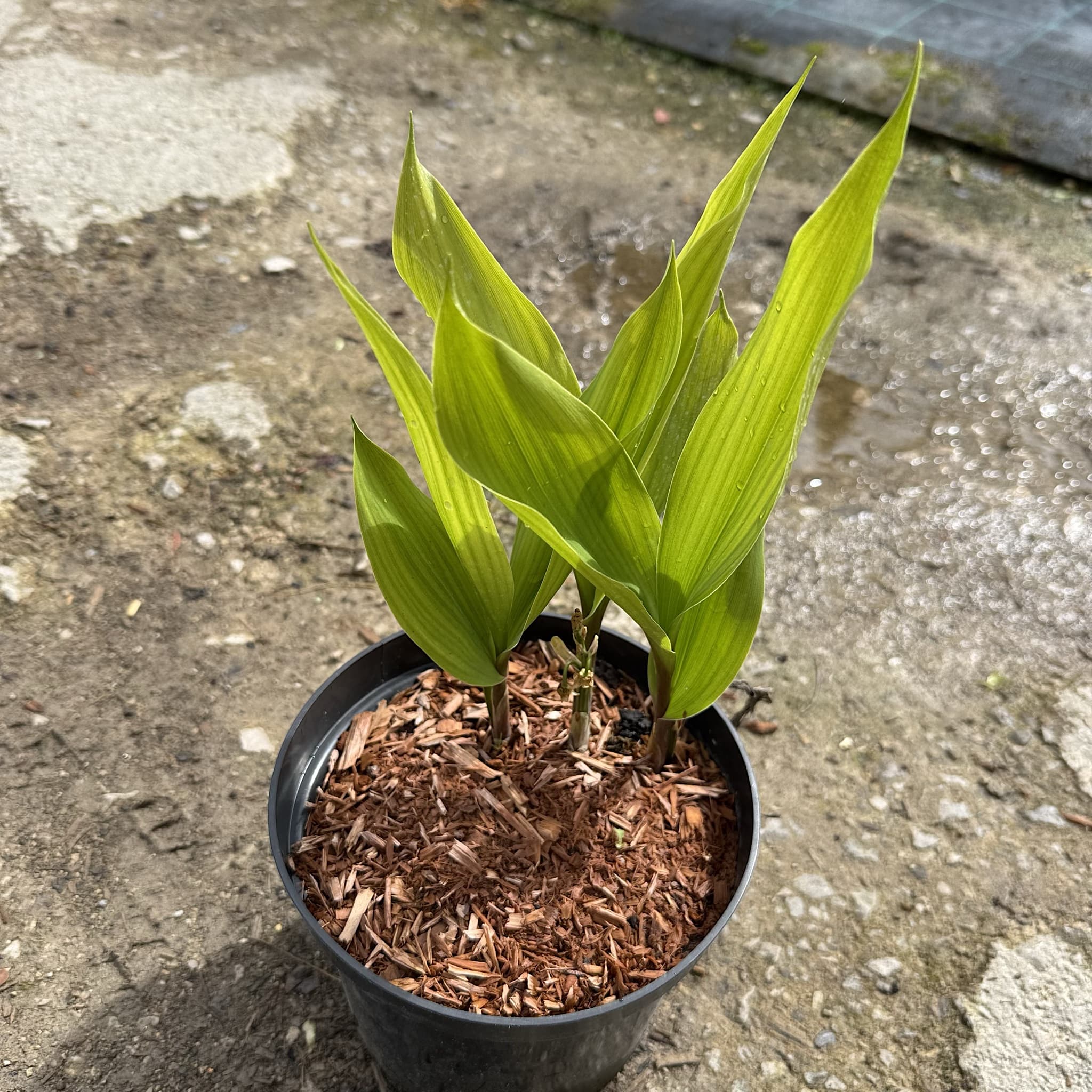 Convallaria majalis