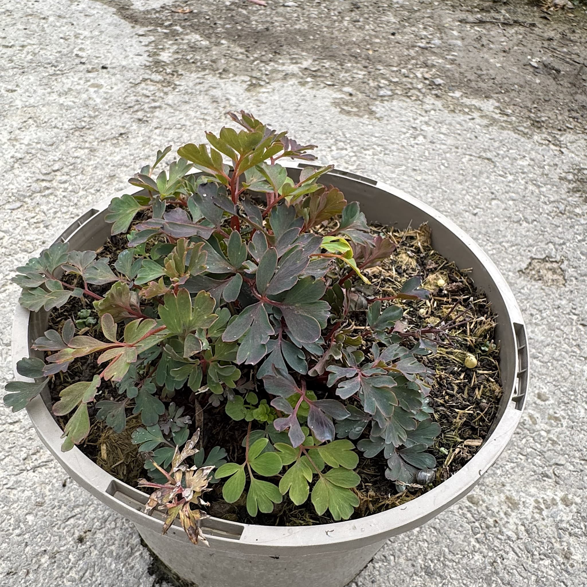 Corydalis 'Blue Heron'