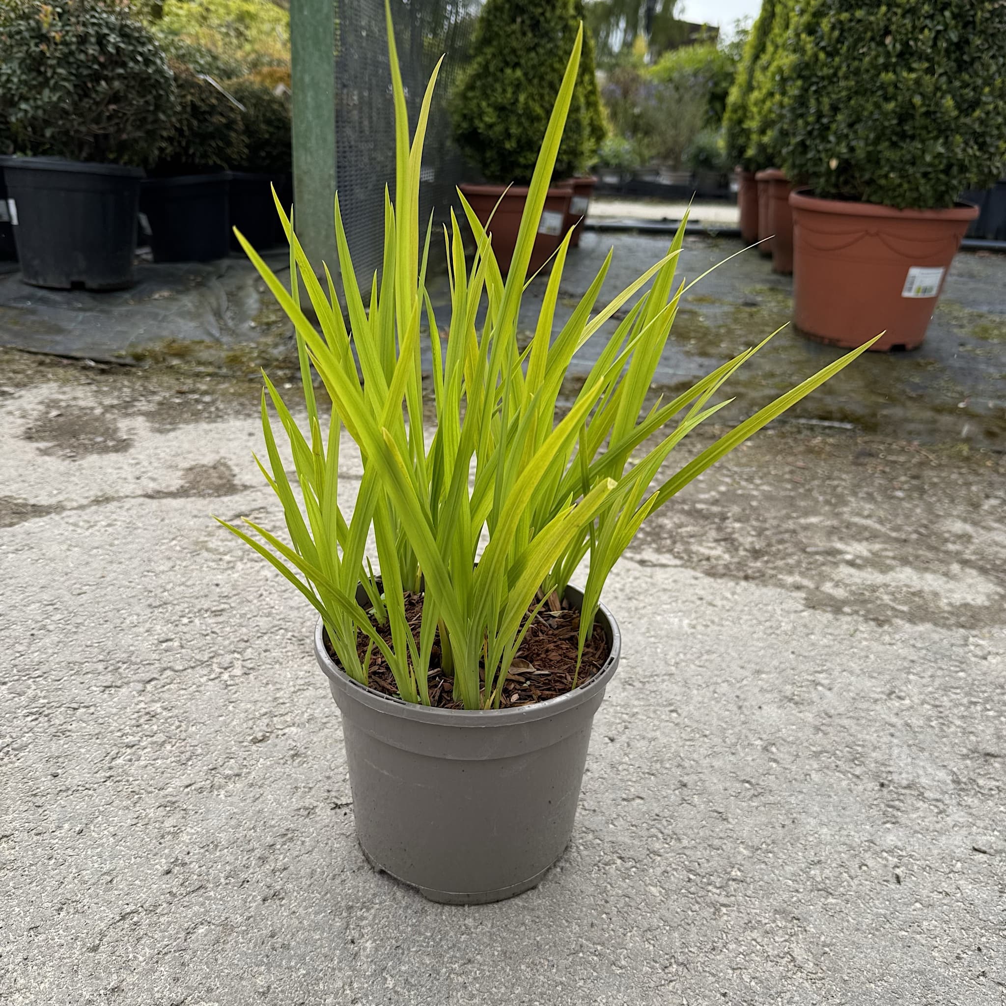 Crocosmia 'George Davison'