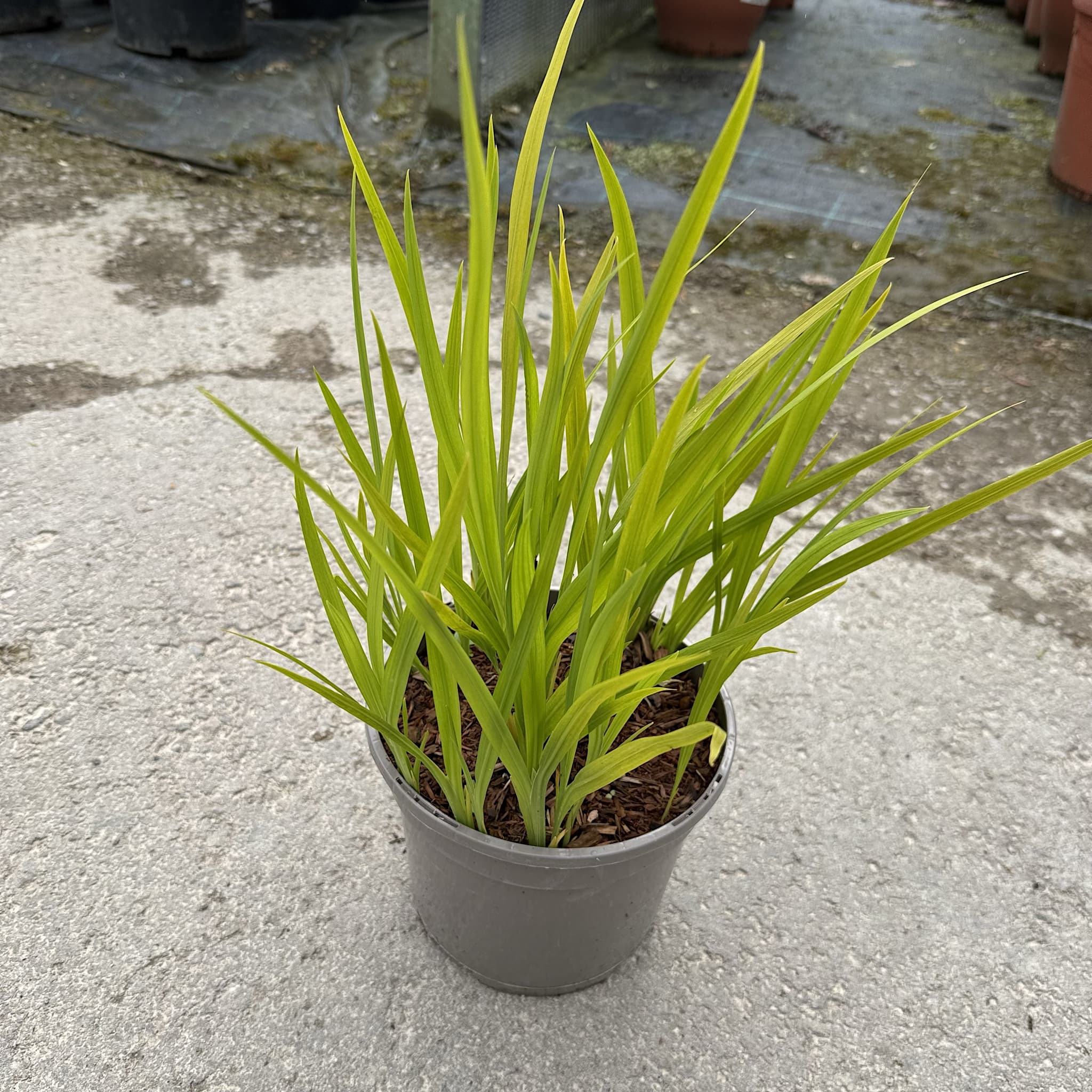 Crocosmia 'George Davison'