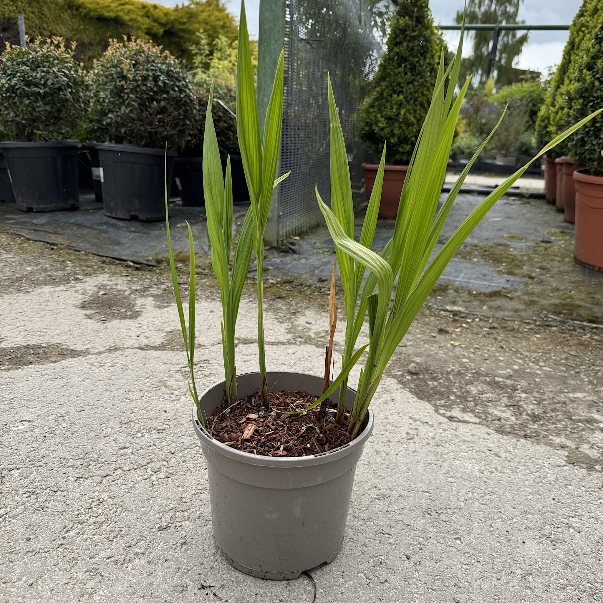Crocosmia 'Lucifer'