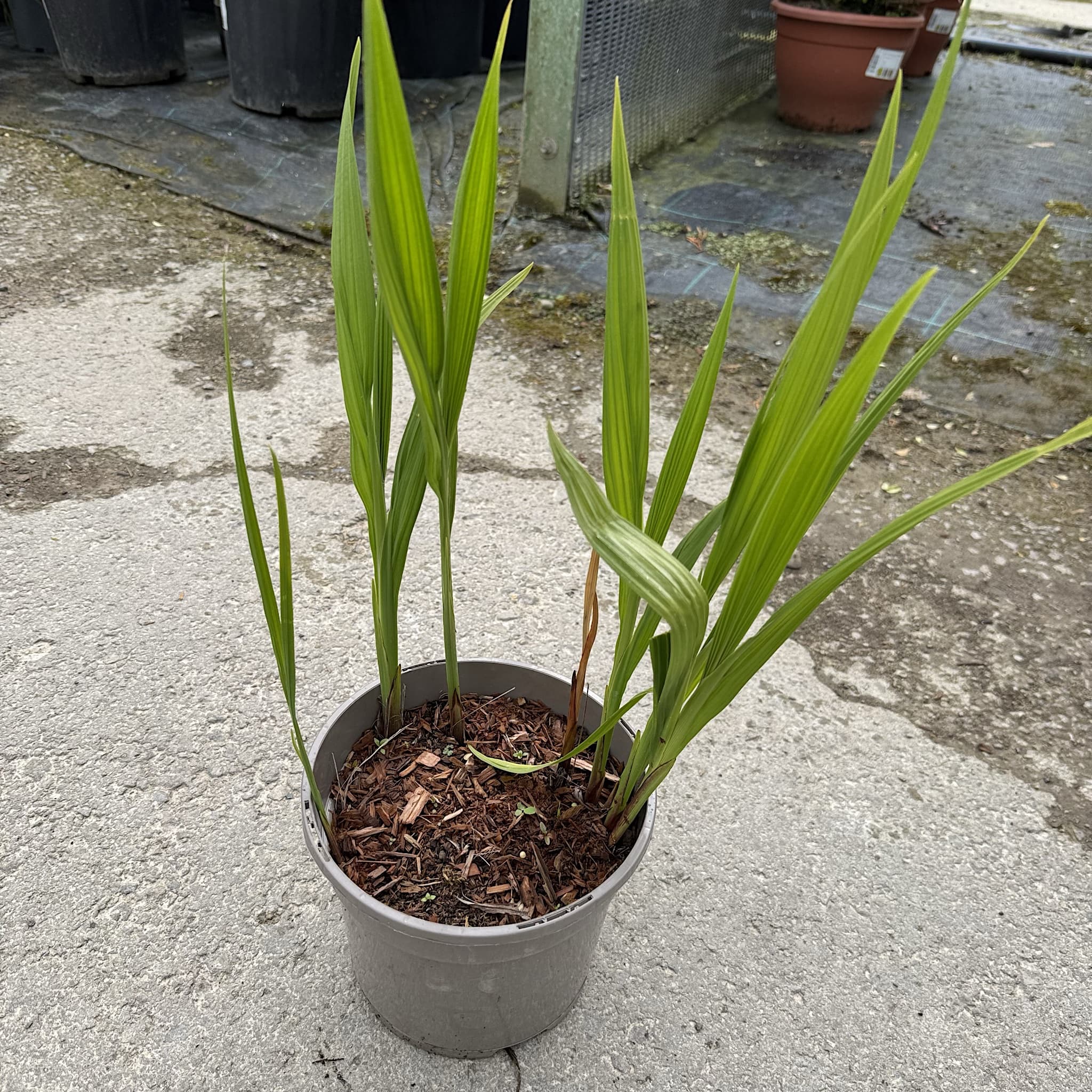 Crocosmia 'Lucifer'