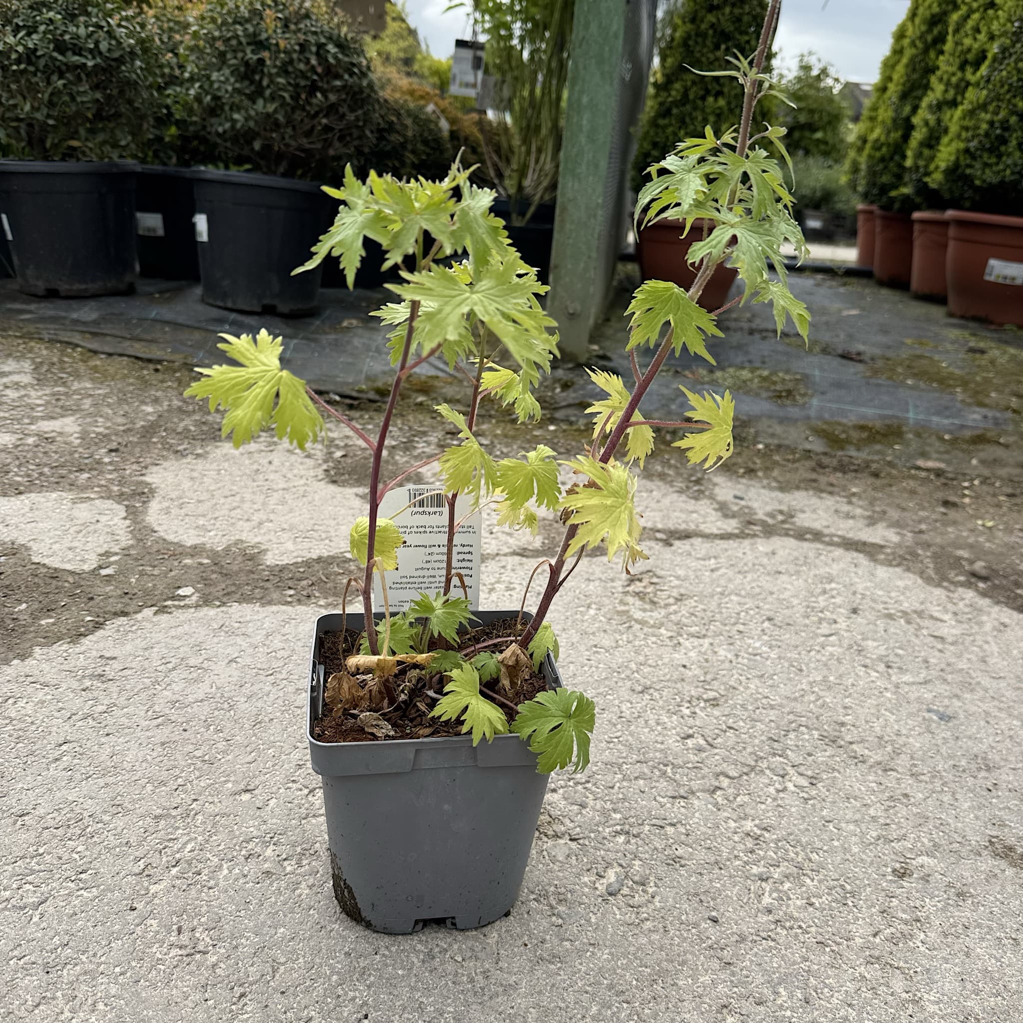 Delphinium 'Astolat'