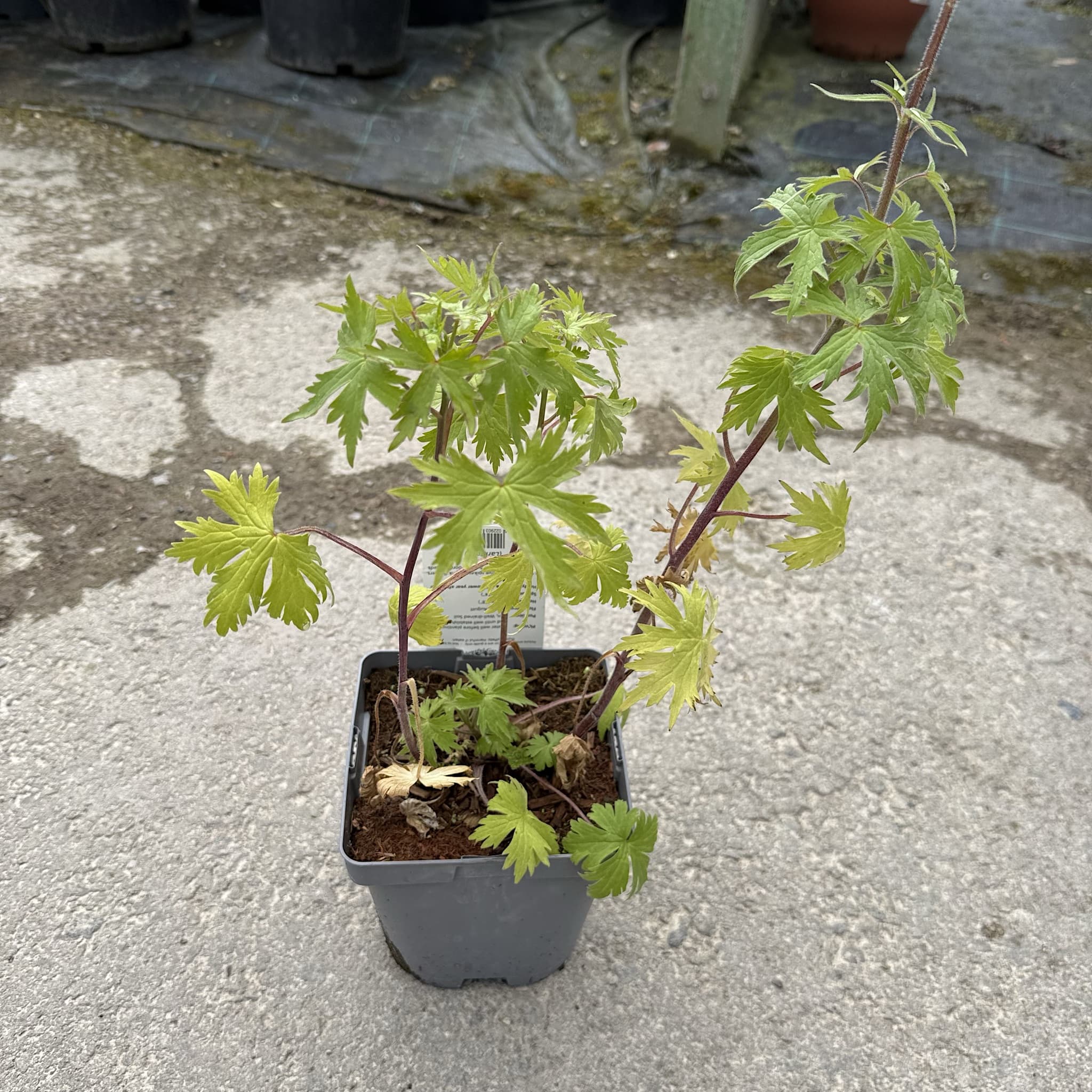 Delphinium 'Astolat'