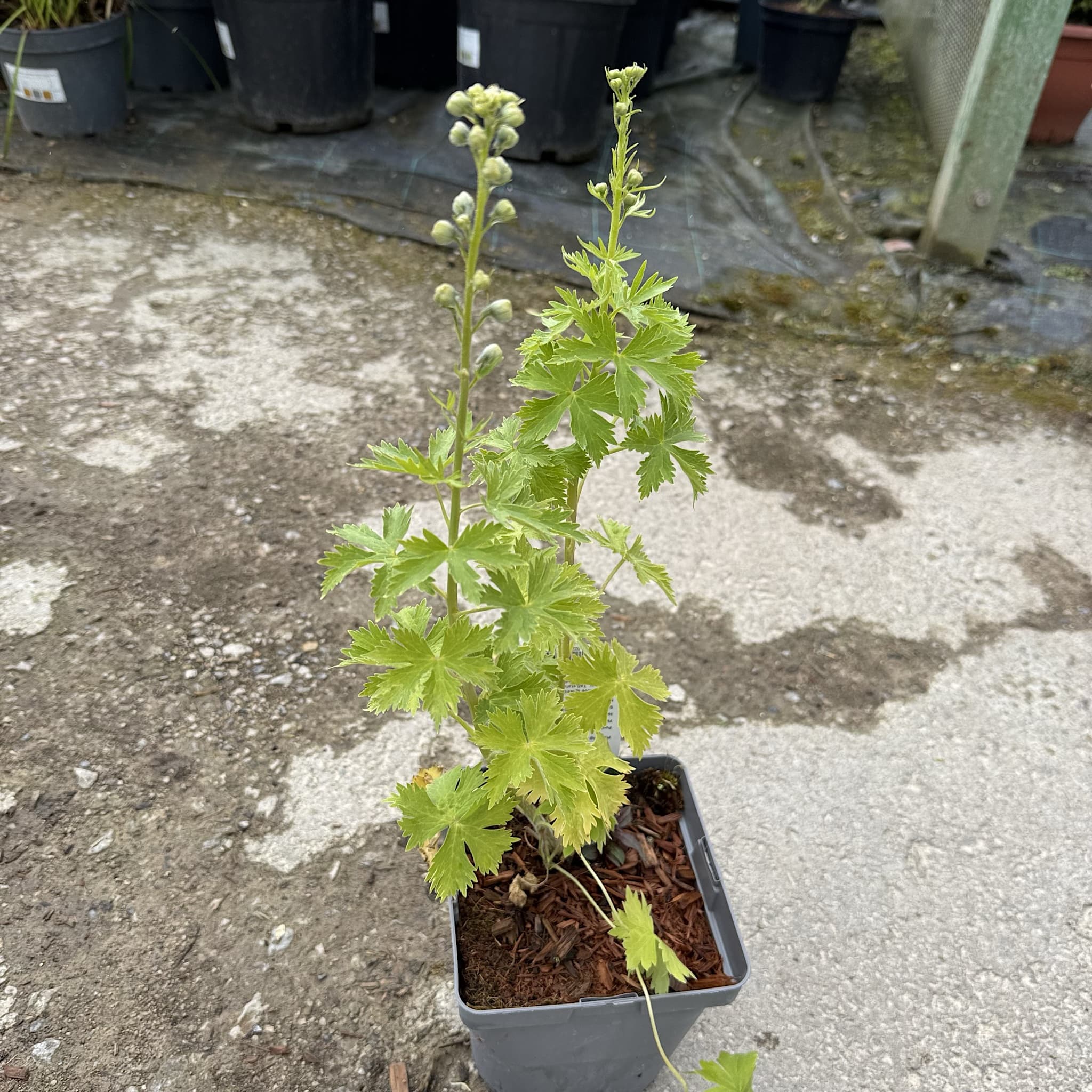 Delphinium 'Galahad'