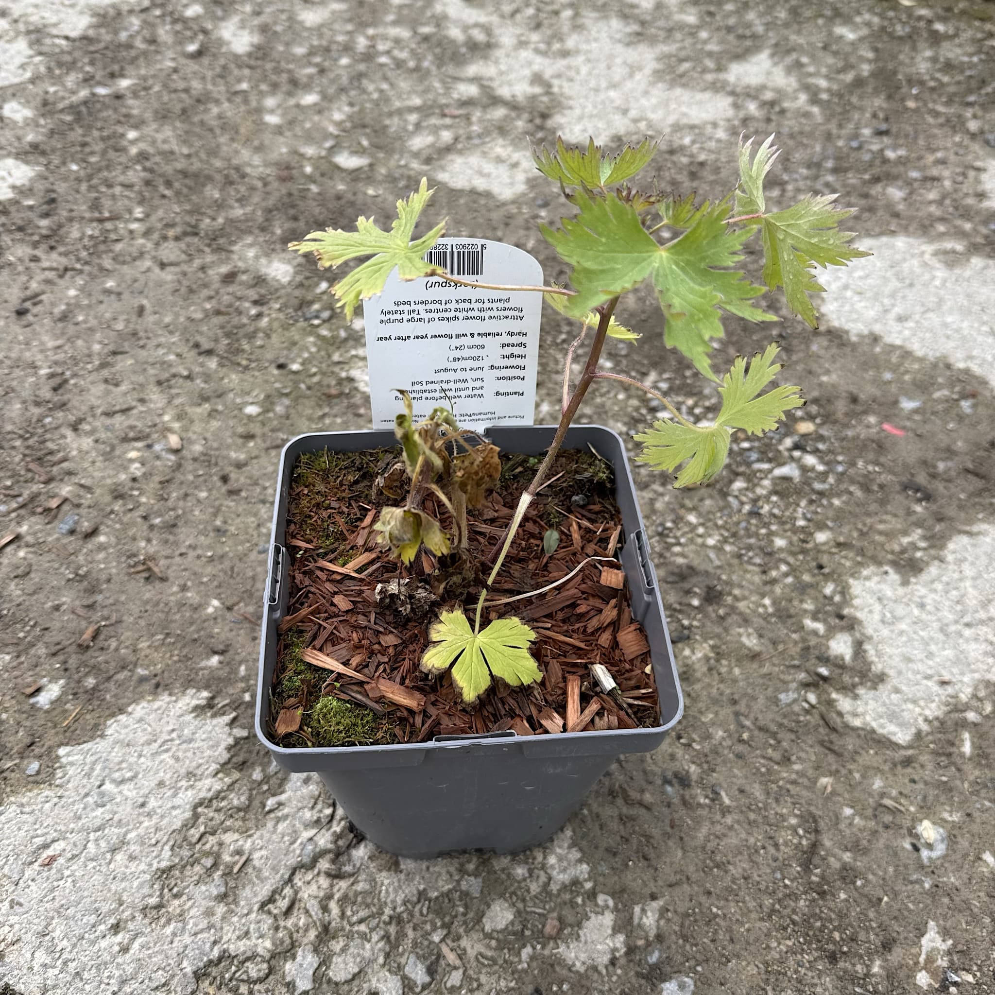 Delphinium (P) 'King Arthur'