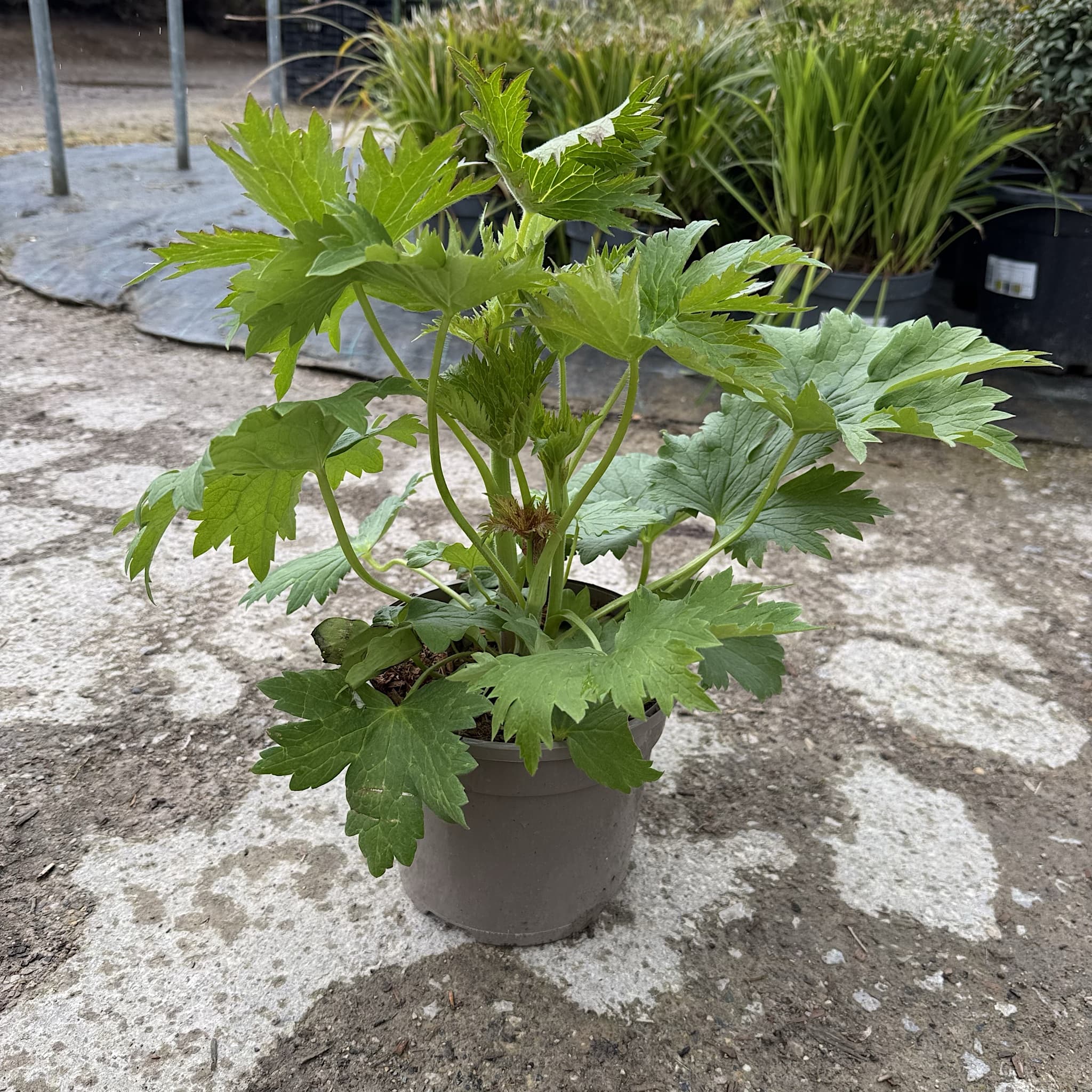 Delphinium' Magic Fountain Hybrids'