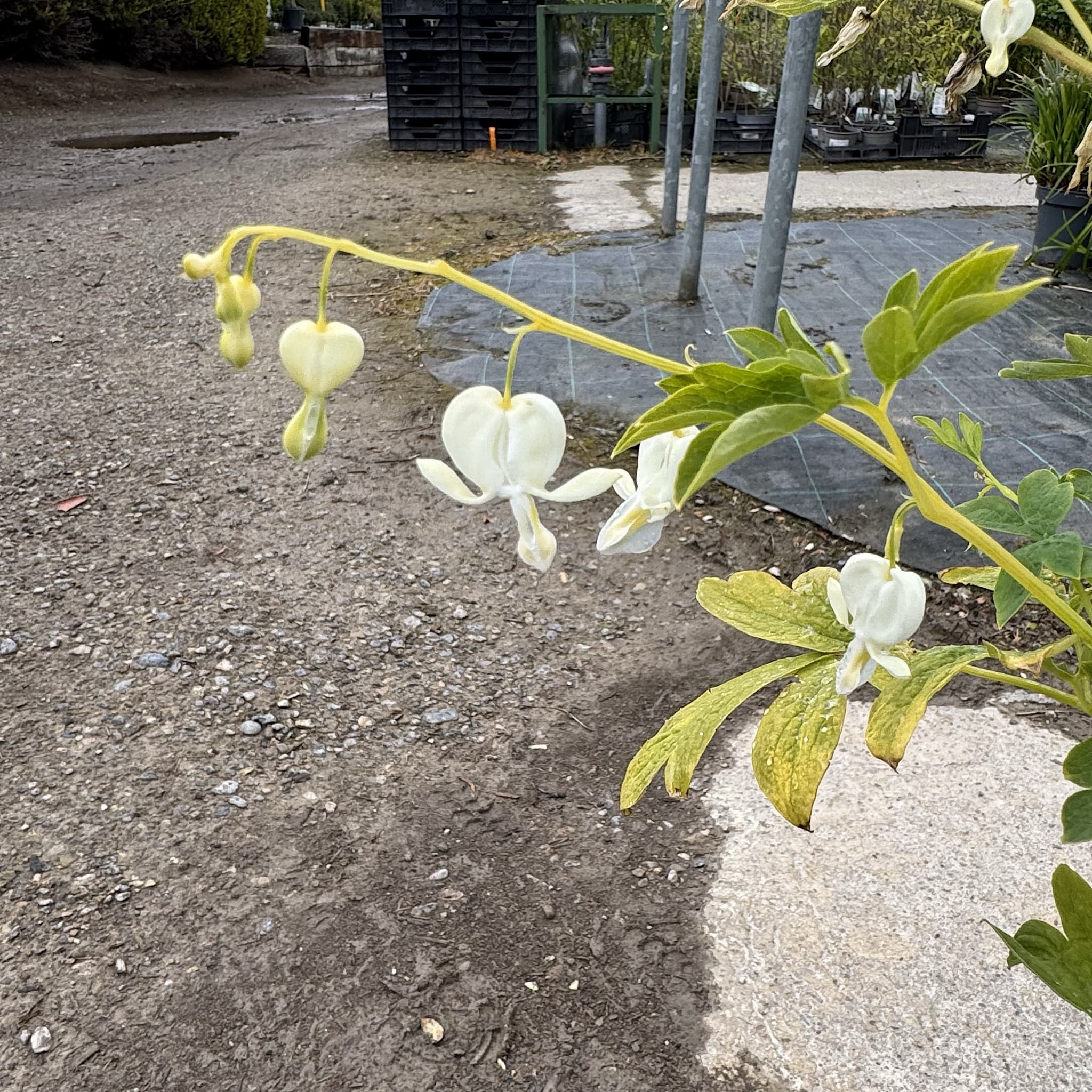 Dicentra spectabilis 'Alba'