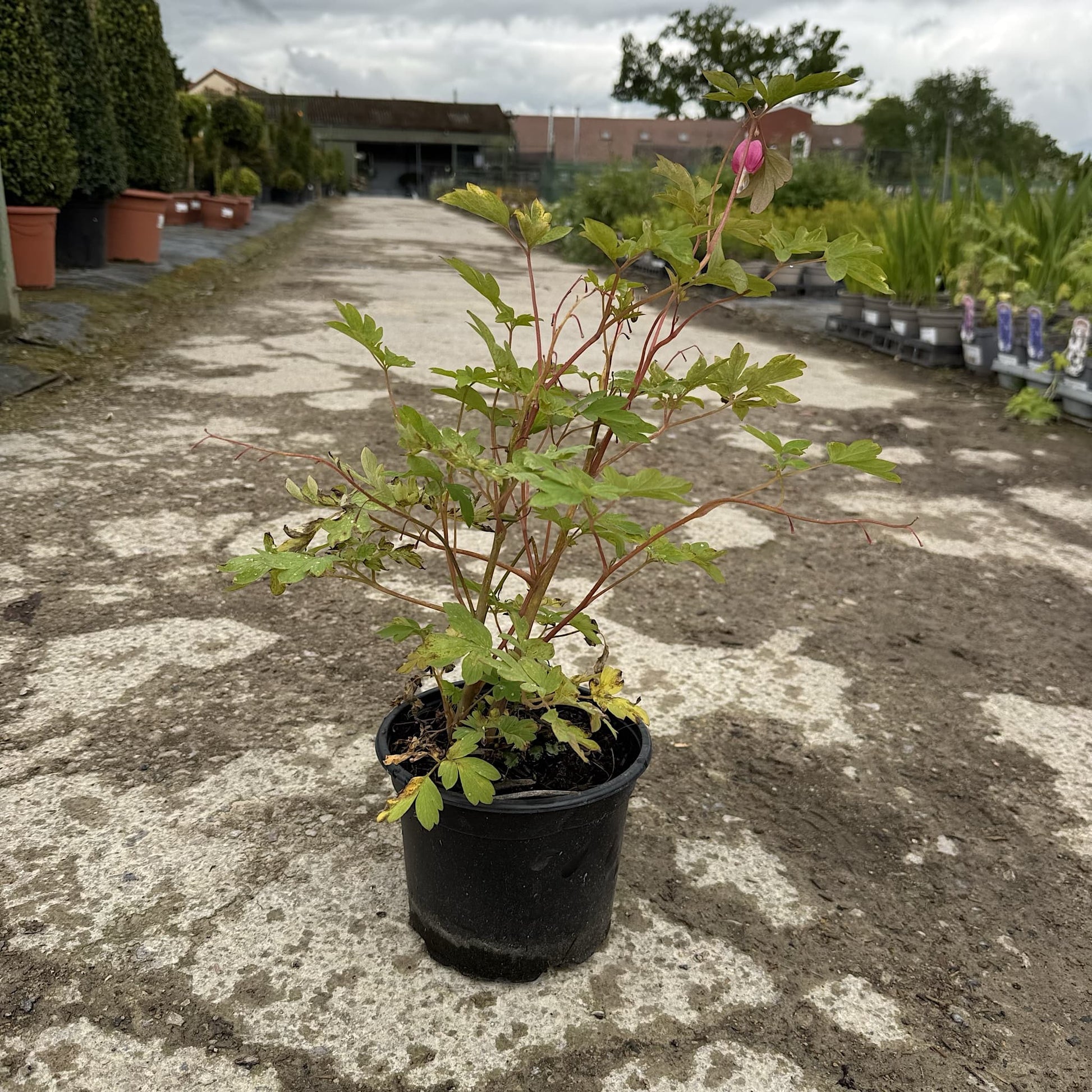 Dicentra spectabilis