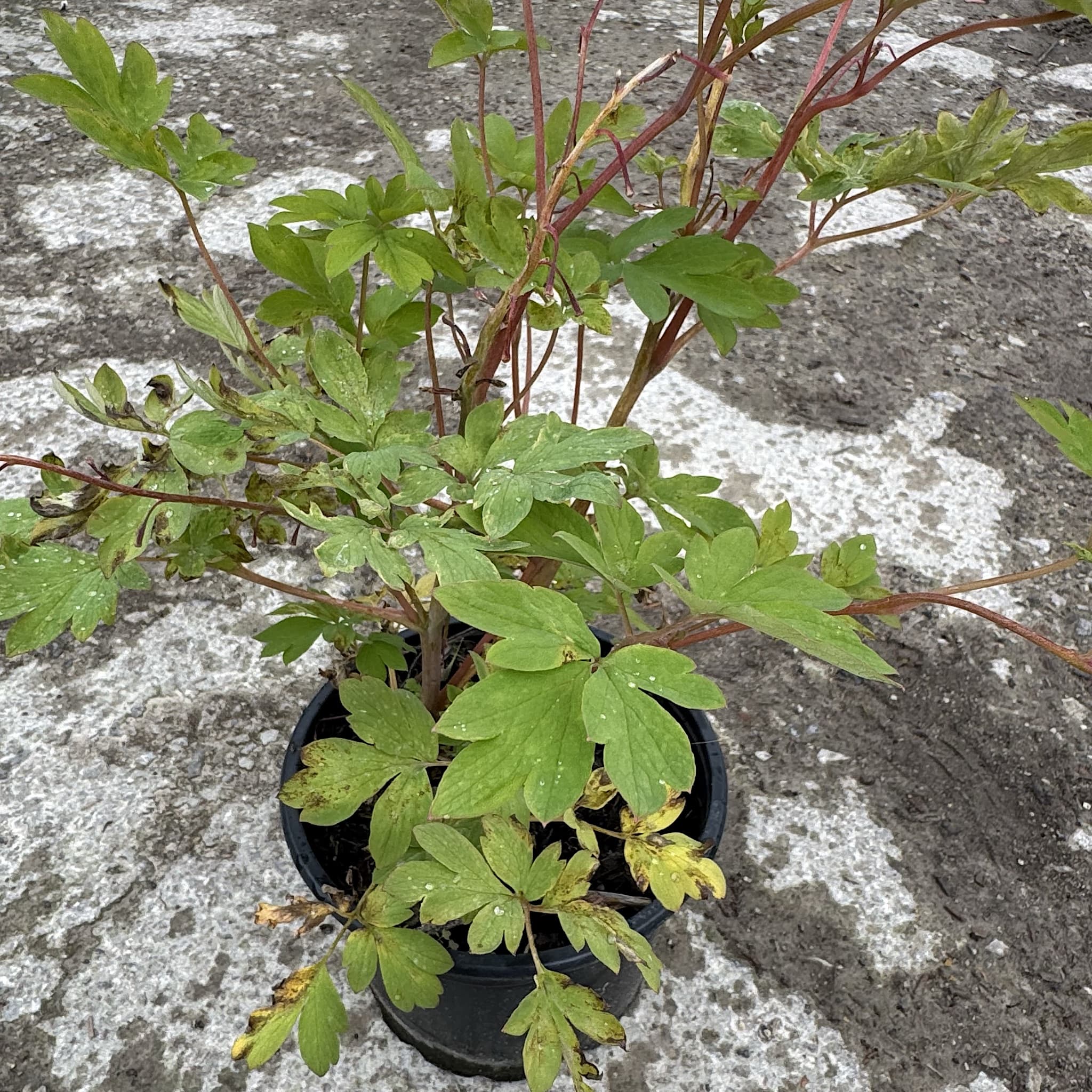 Dicentra spectabilis