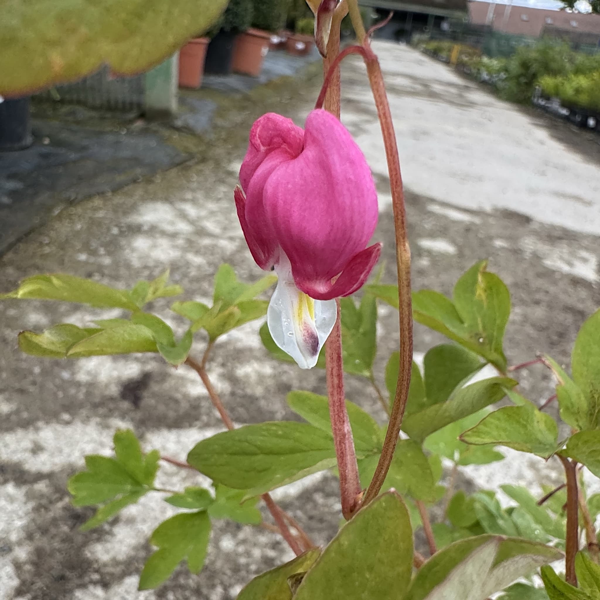 Dicentra spectabilis