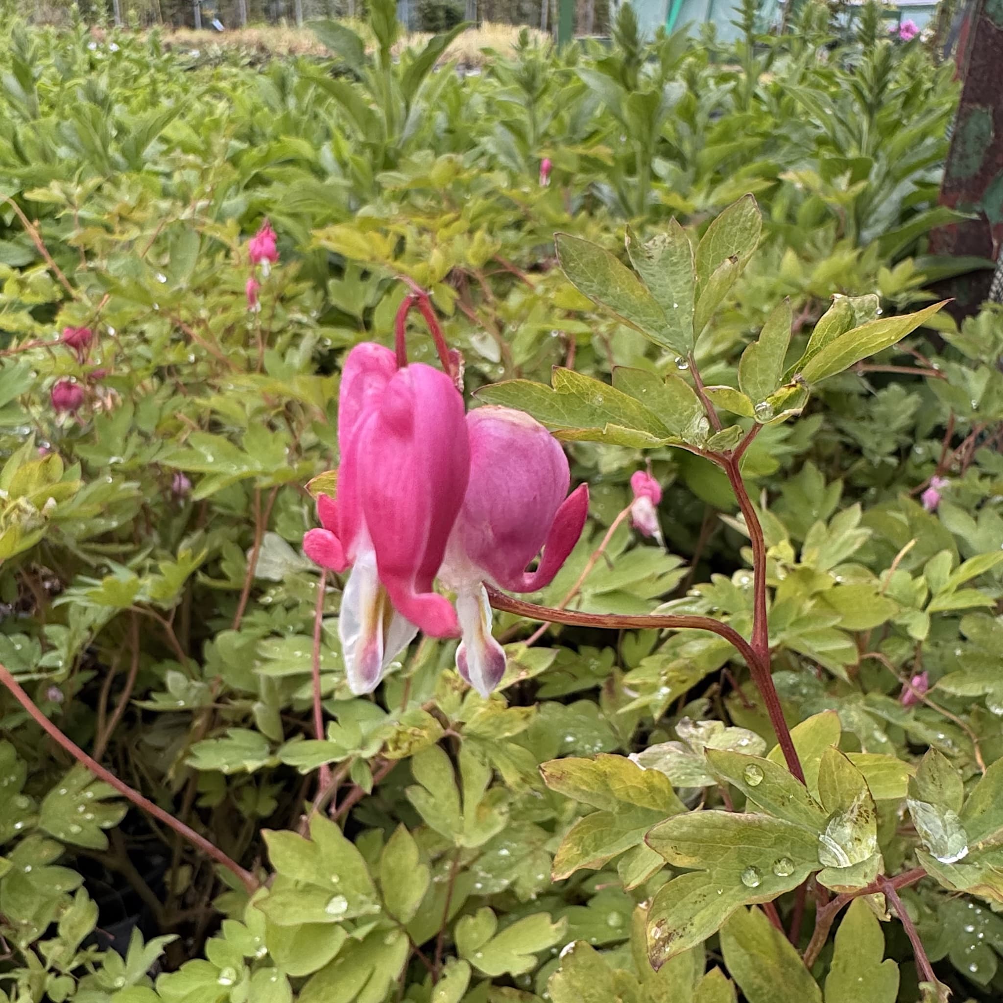Dicentra spectabilis
