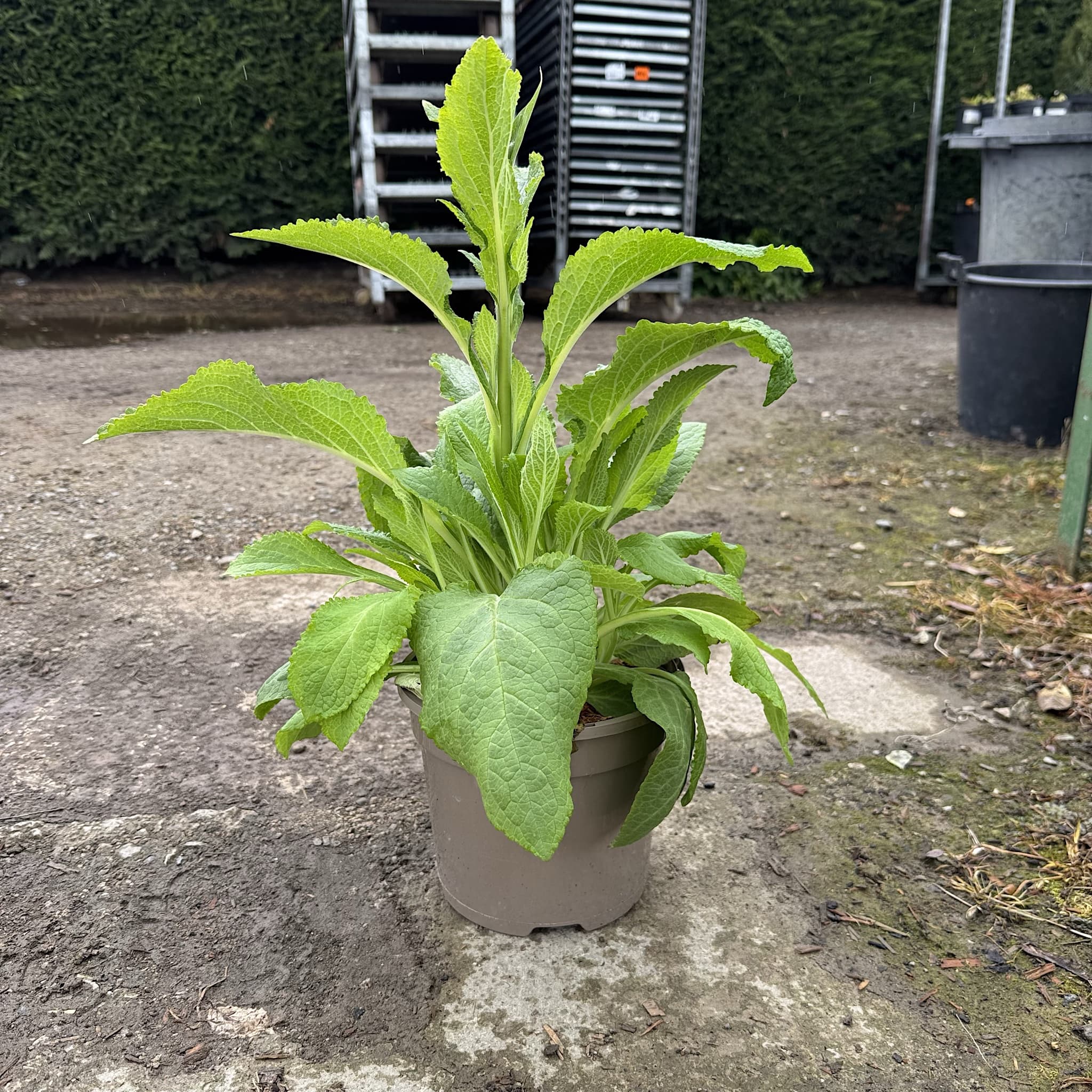 Digitalis 'Dalmatian Purple'