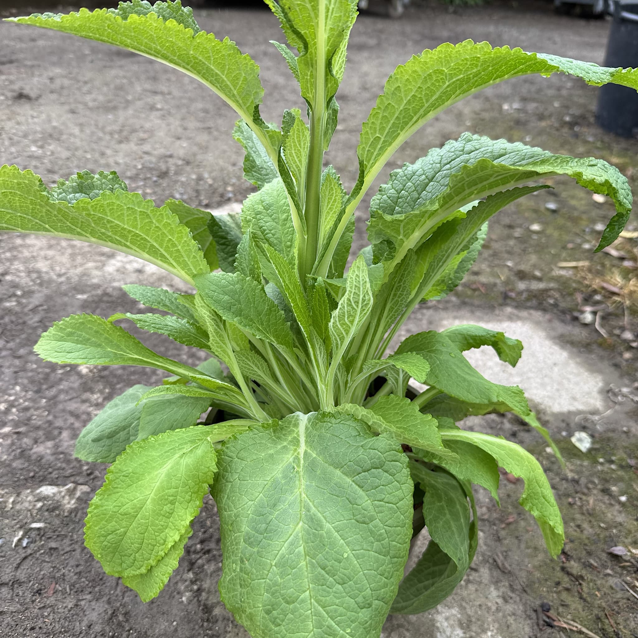 Digitalis 'Dalmatian Purple'