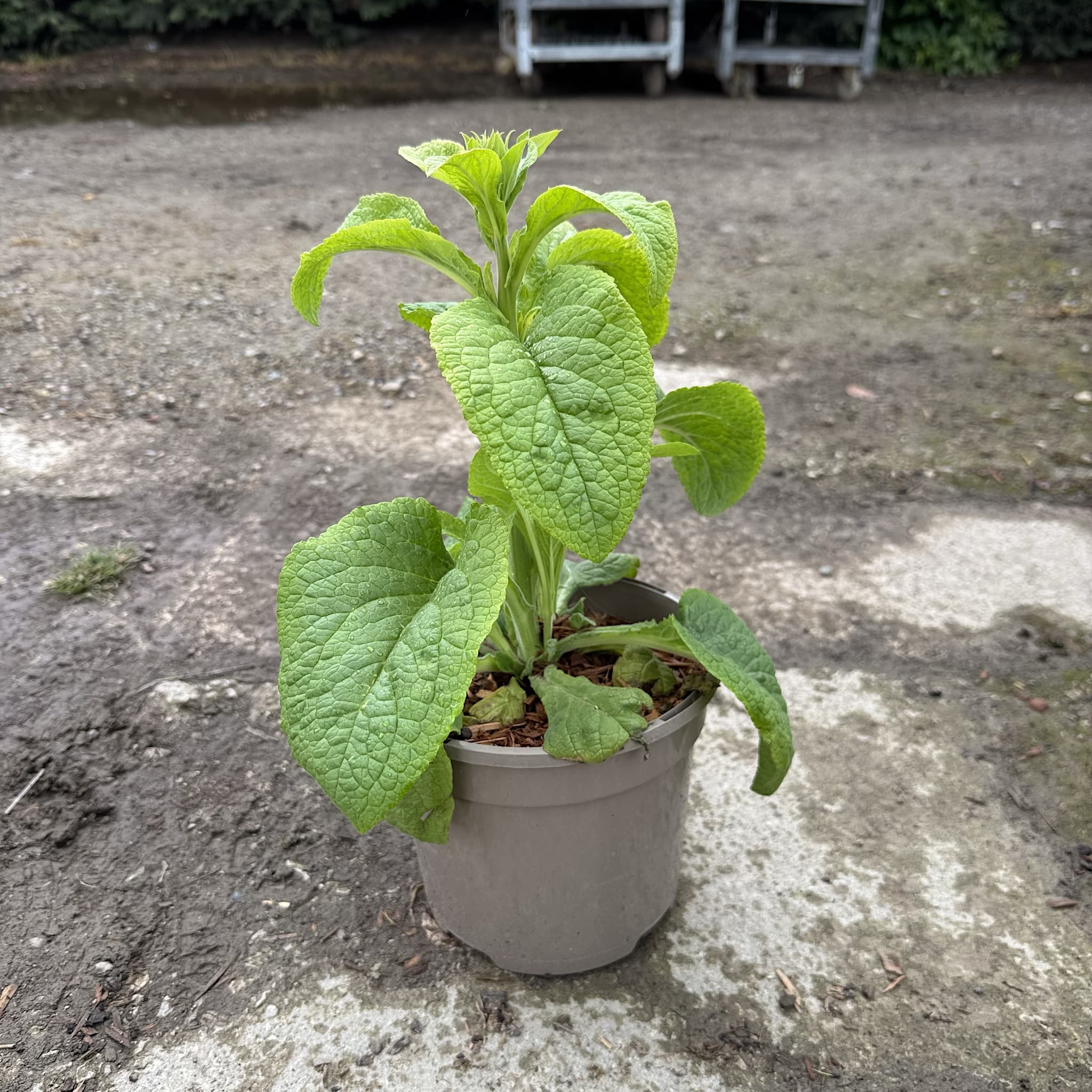 Digitalis 'Dalmatian Peach'