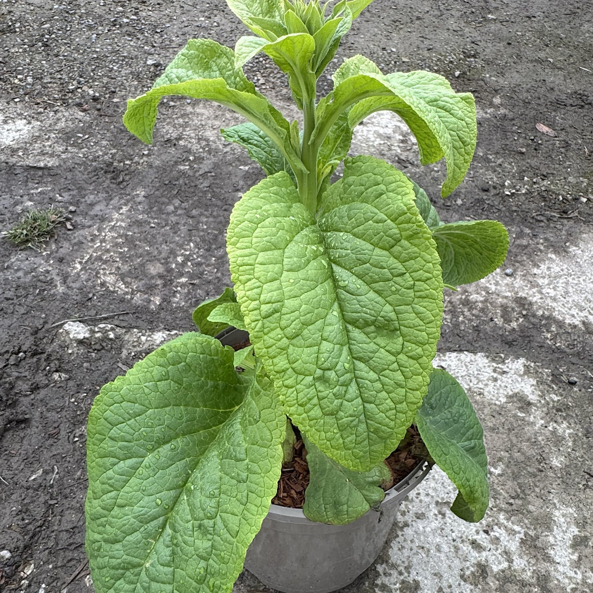 Digitalis 'Dalmatian Peach'