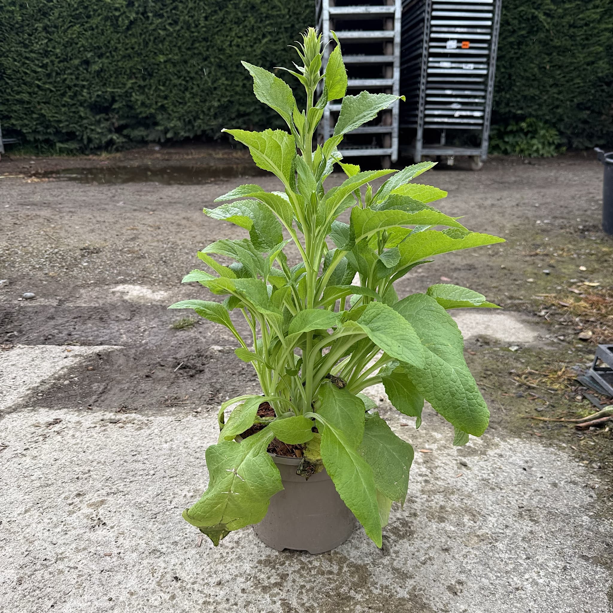 Digitalis 'Dalmatian Rose'