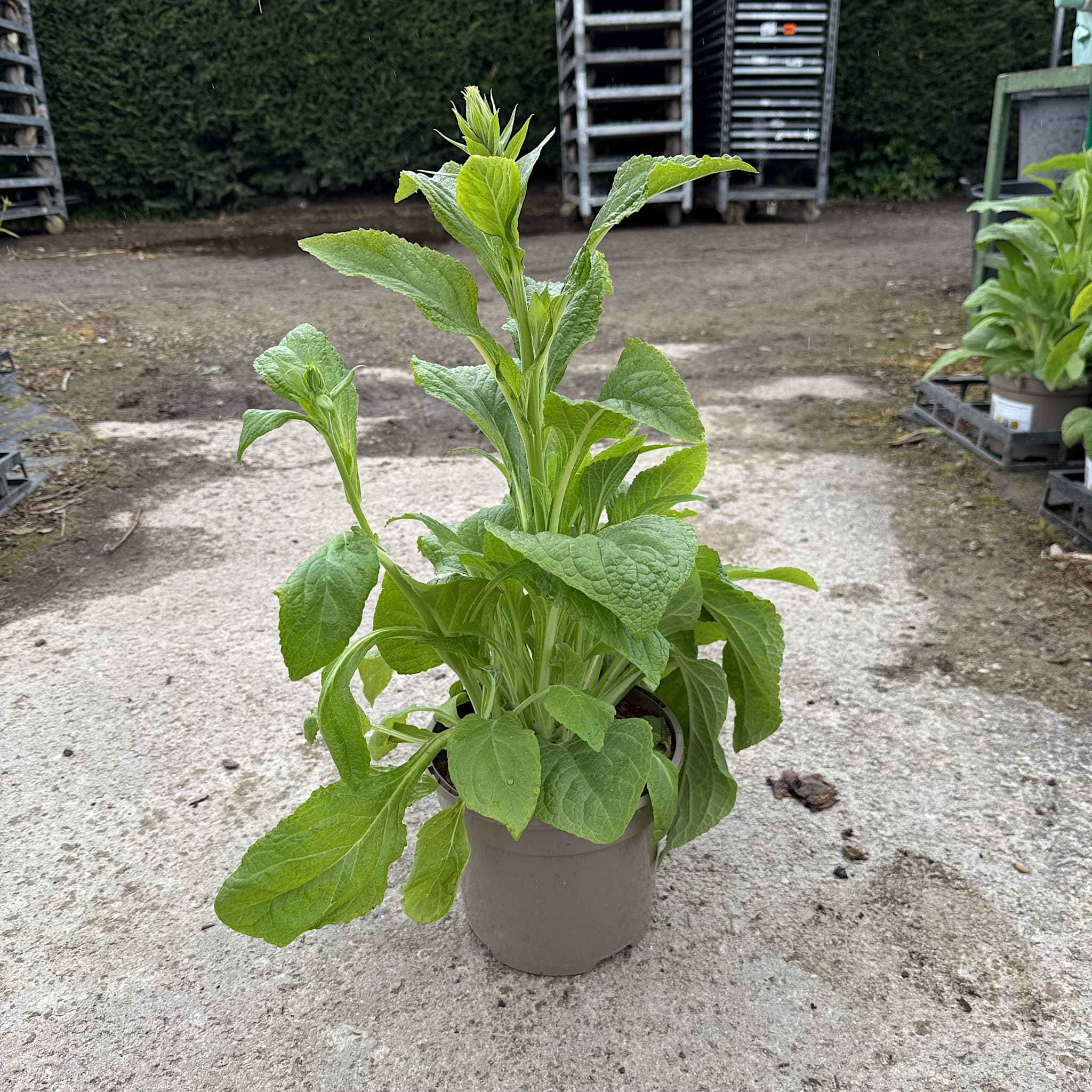 Digitalis 'Dalmatian White'
