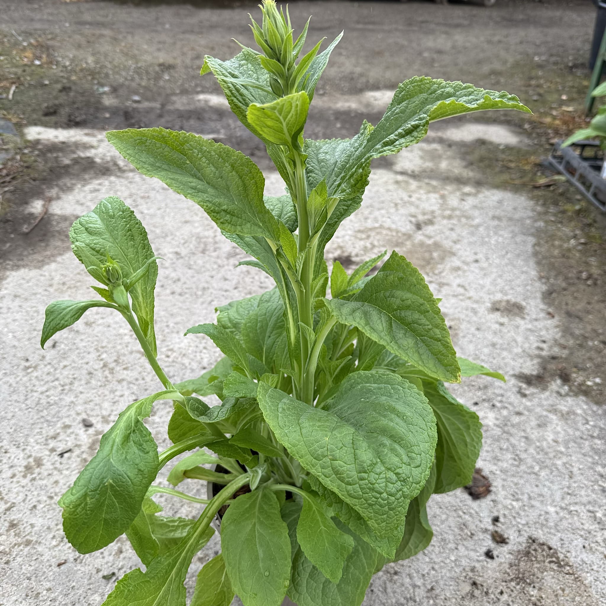 Digitalis 'Dalmatian White'