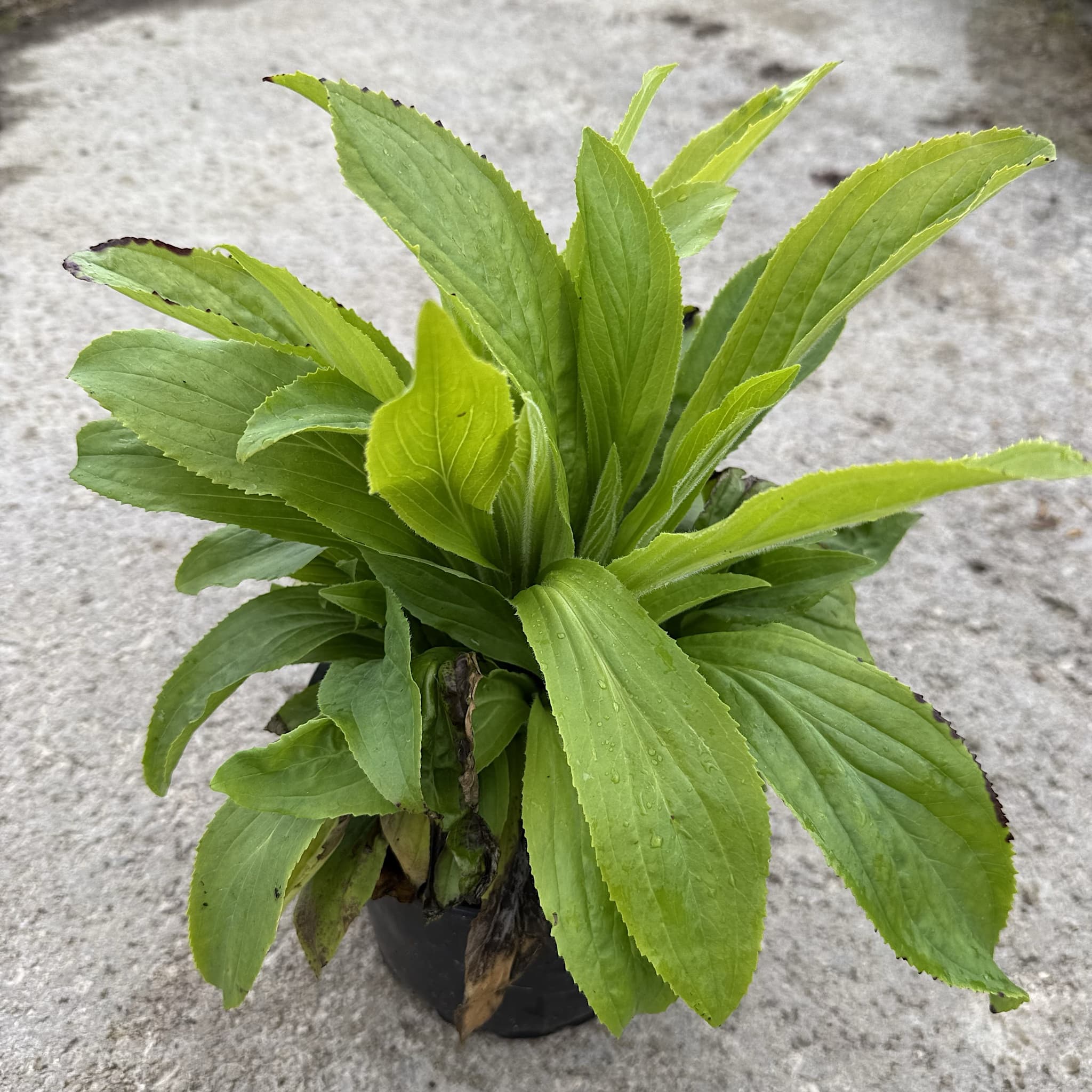 Digitalis grandiflora