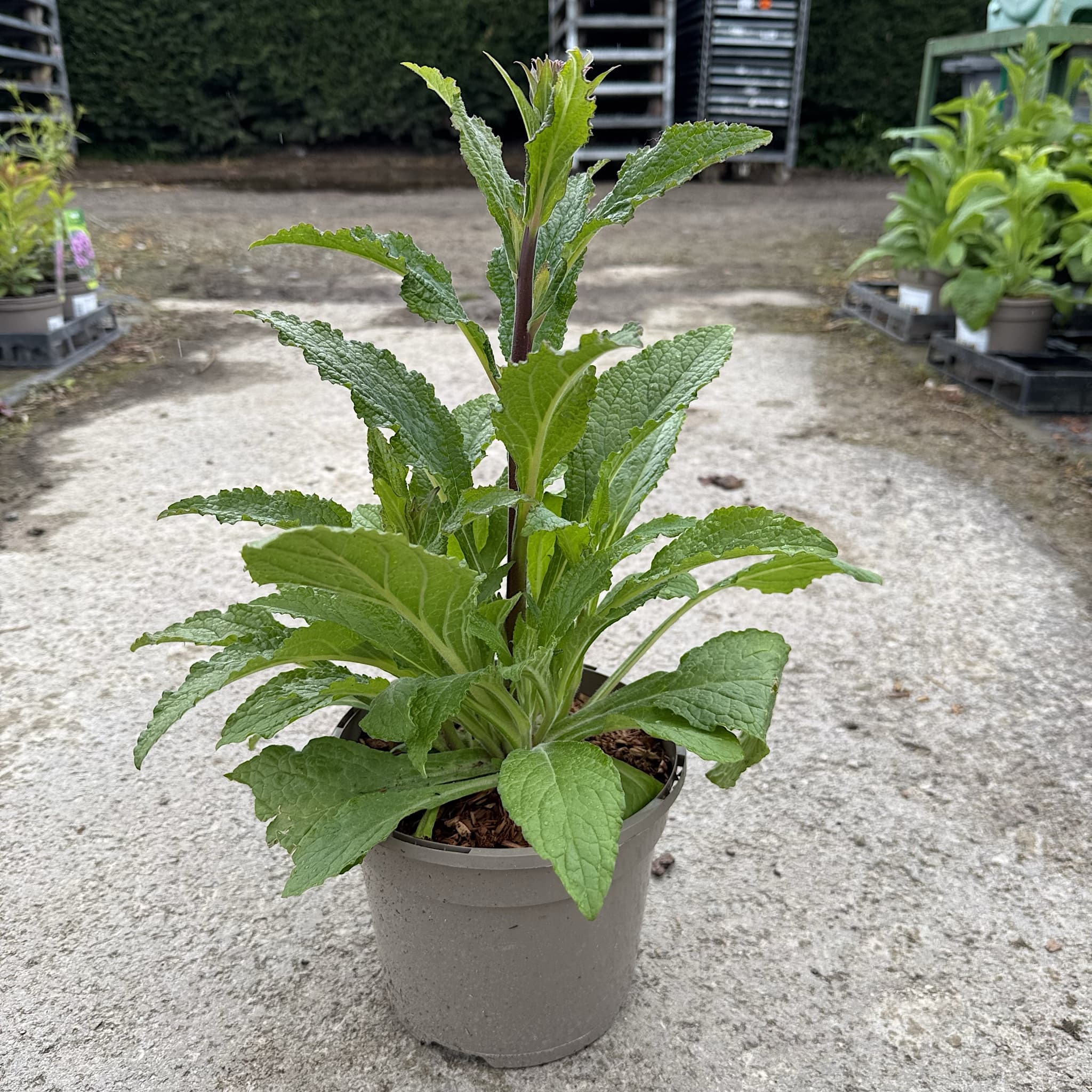 Digitalis 'Panther'