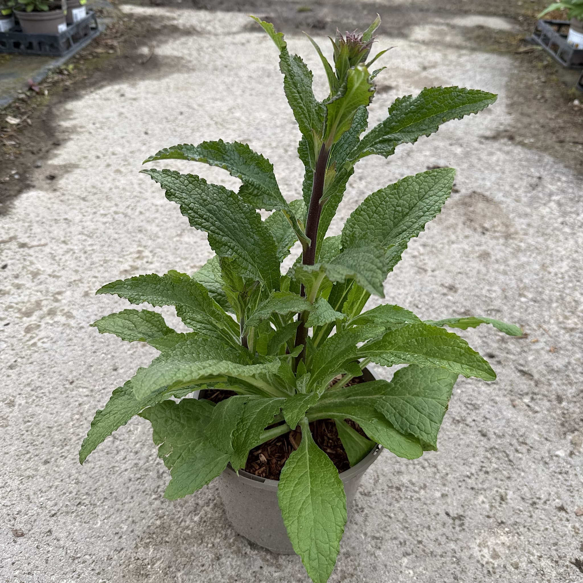 Digitalis 'Panther'