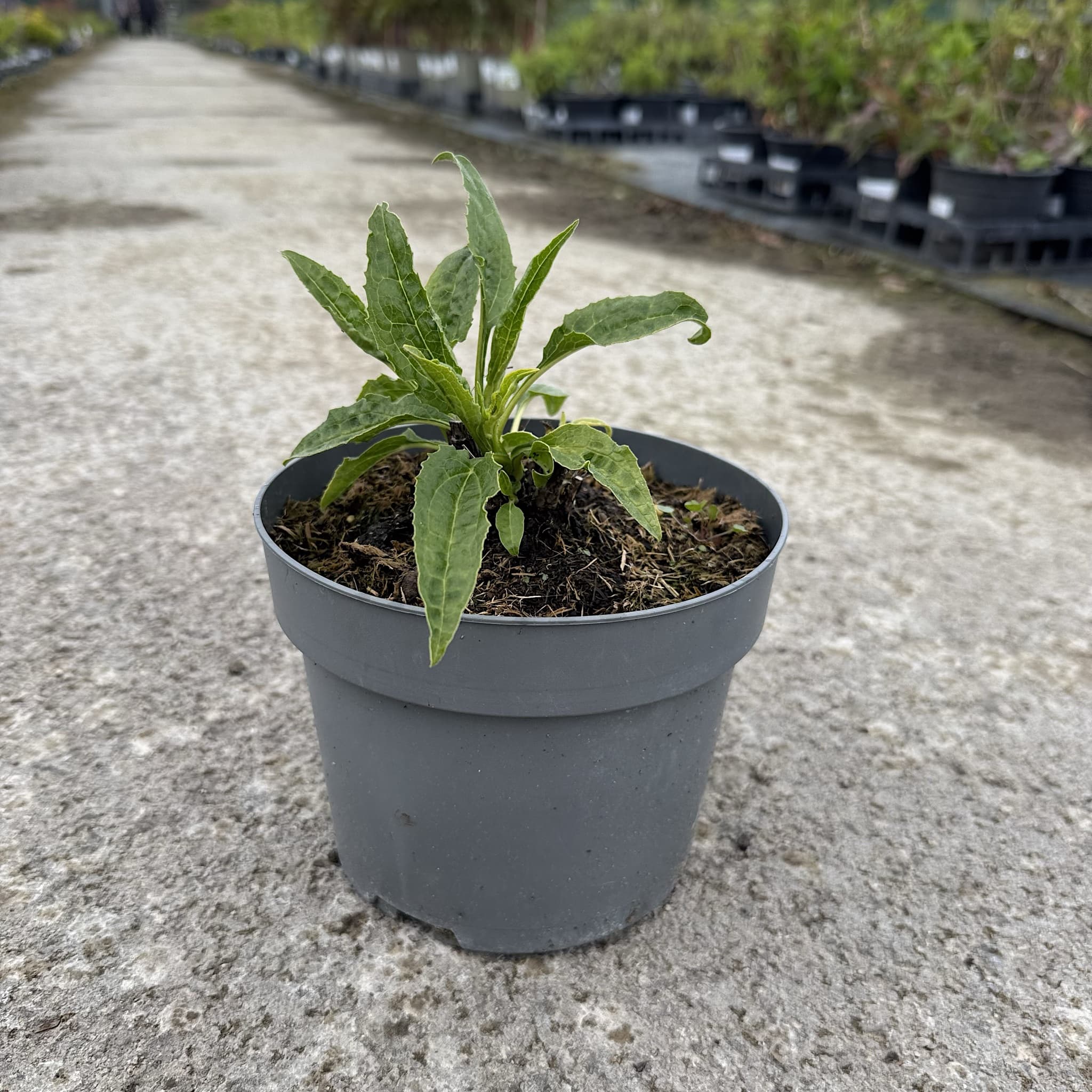 Echinacea 'Lakota Yellow’