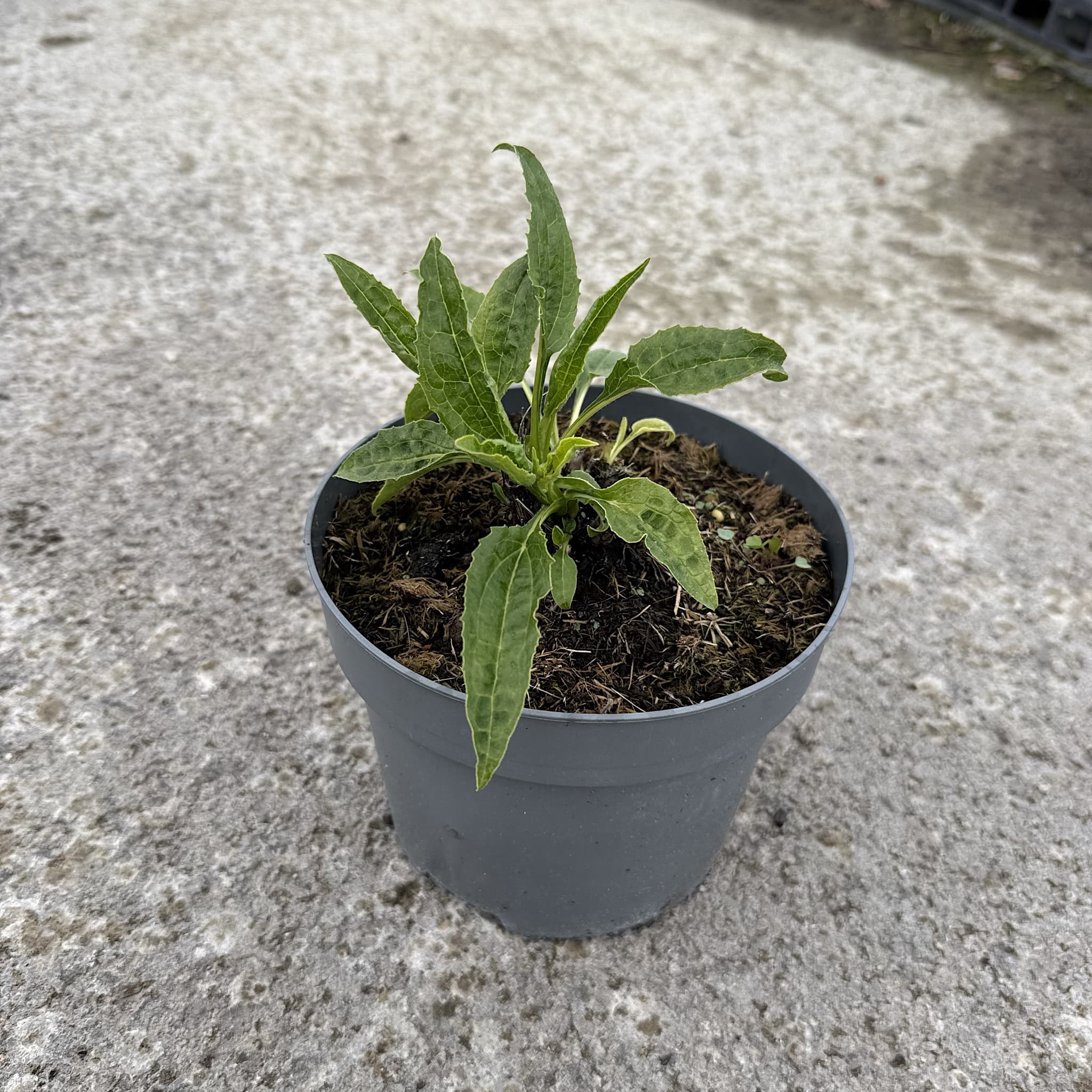 Echinacea 'Lakota Yellow’