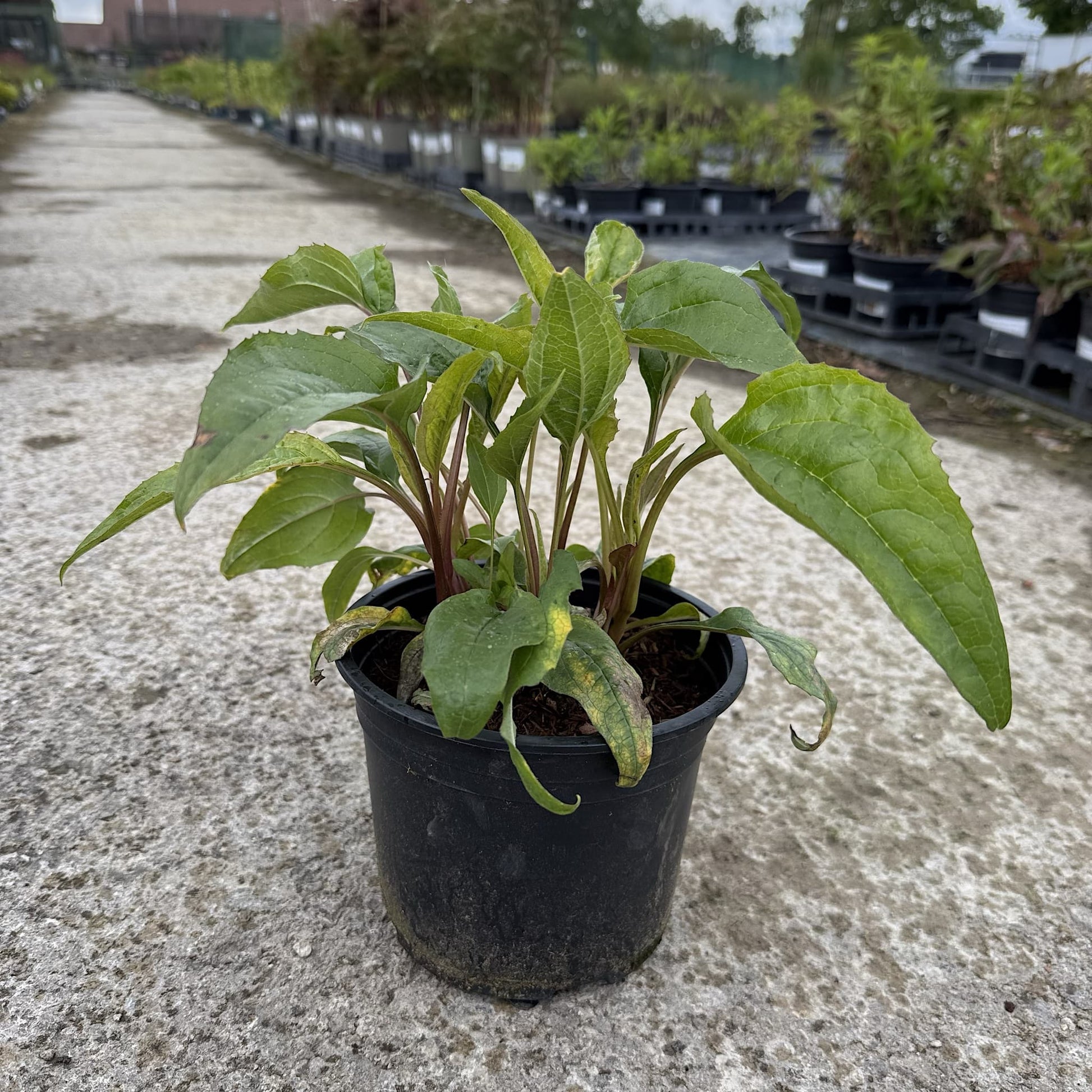 Echinacea purp. 'Magnus'