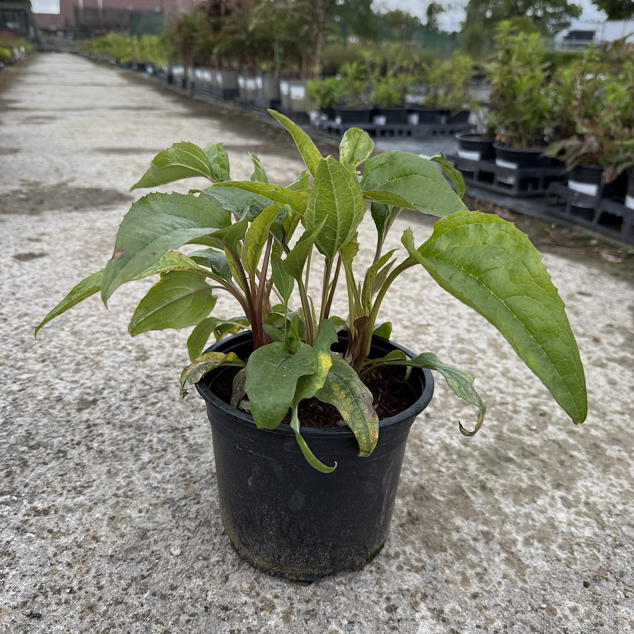 Echinacea purp. 'Magnus'