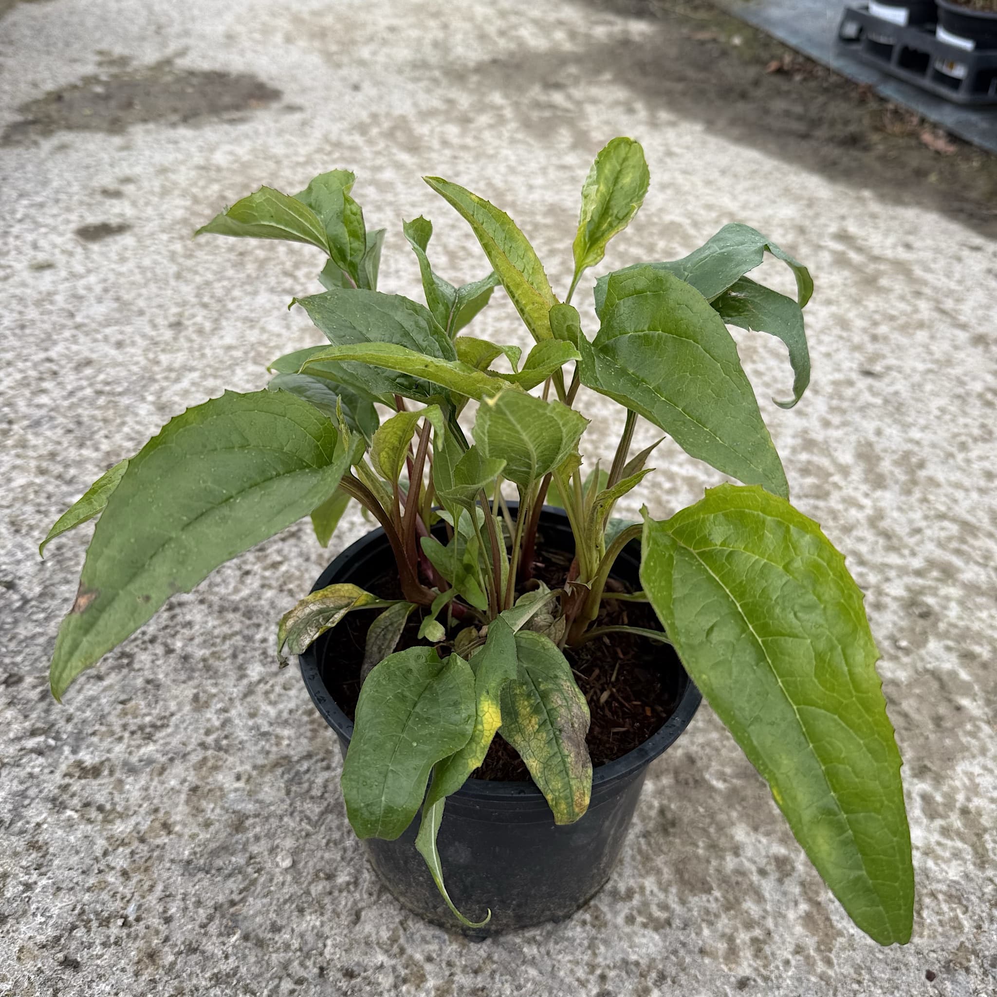 Echinacea purp. 'Magnus'