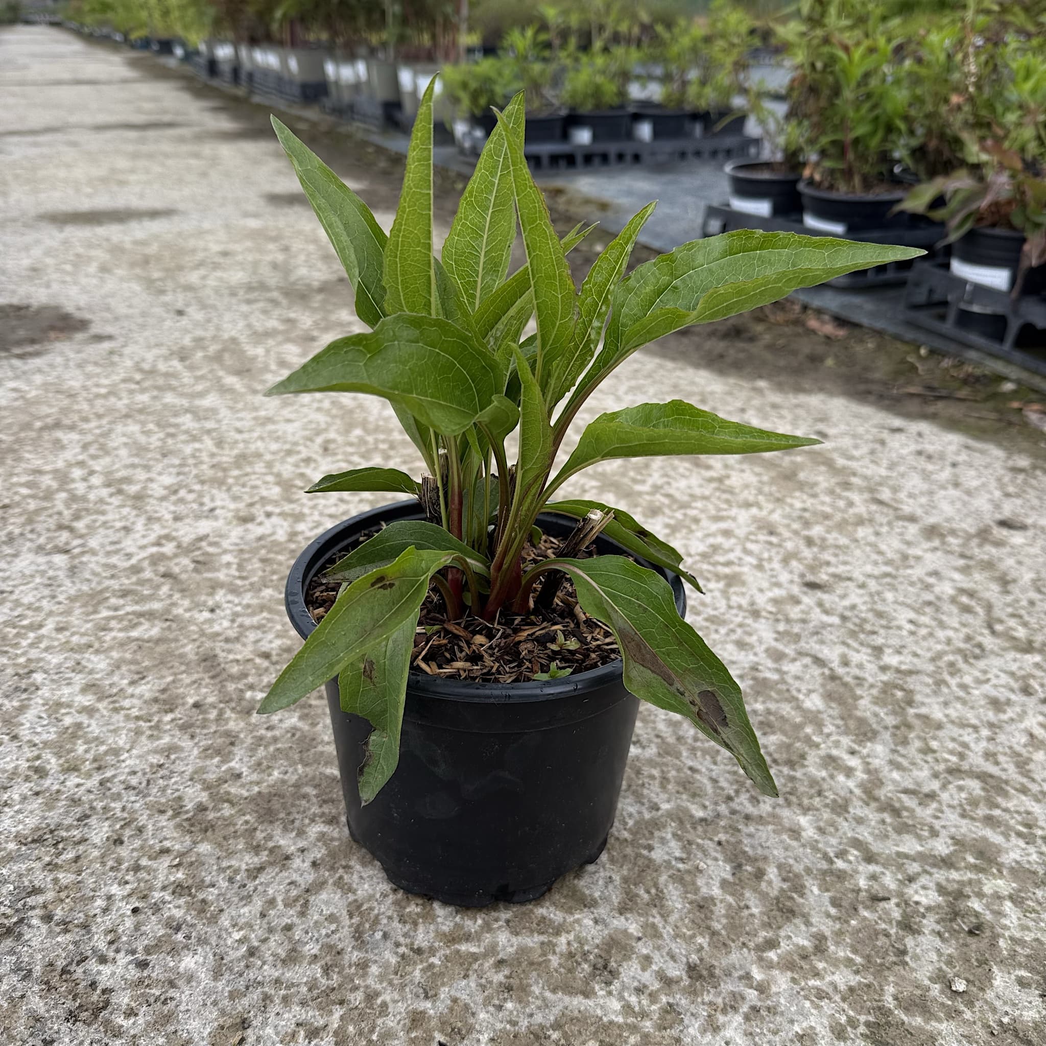 Echinacea 'Tomato Soup'