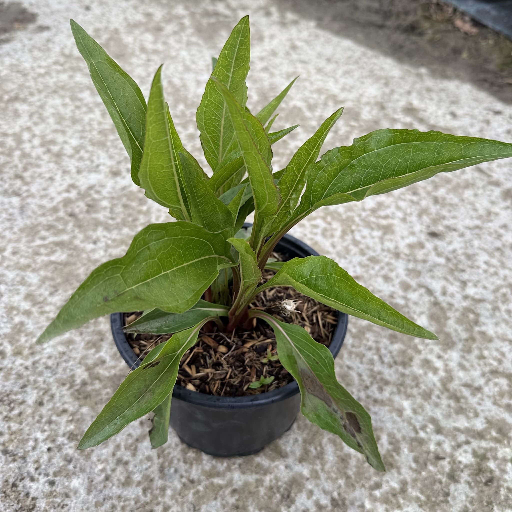 Echinacea 'Tomato Soup'