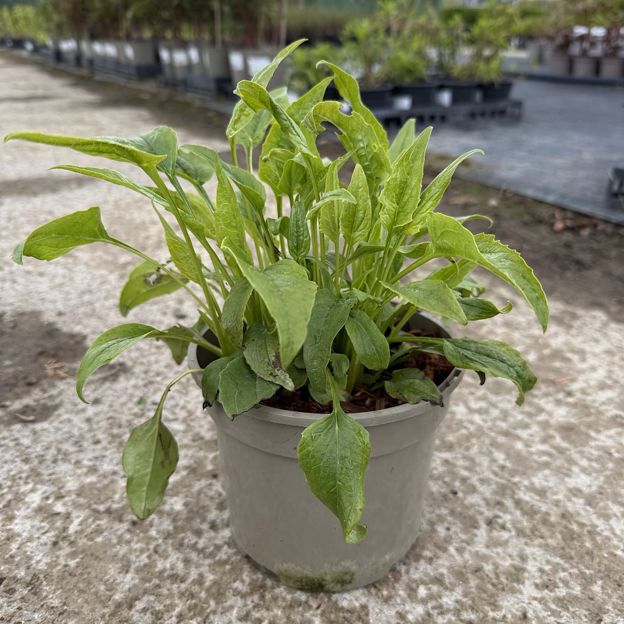 Echinacea purp. 'White Swan'